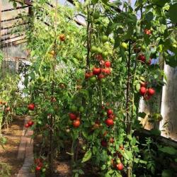 Фото Избушка