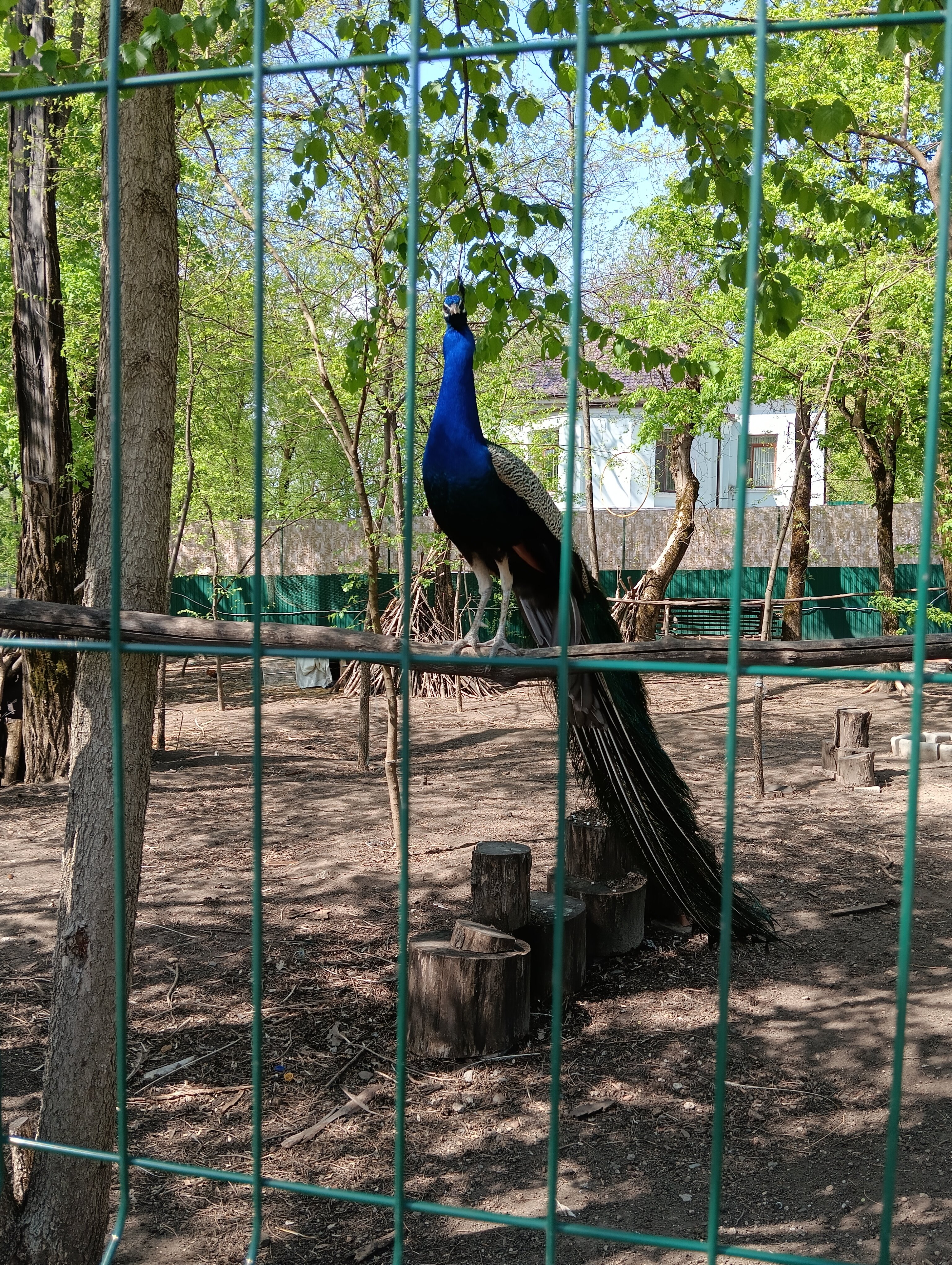 Фото Ростовский