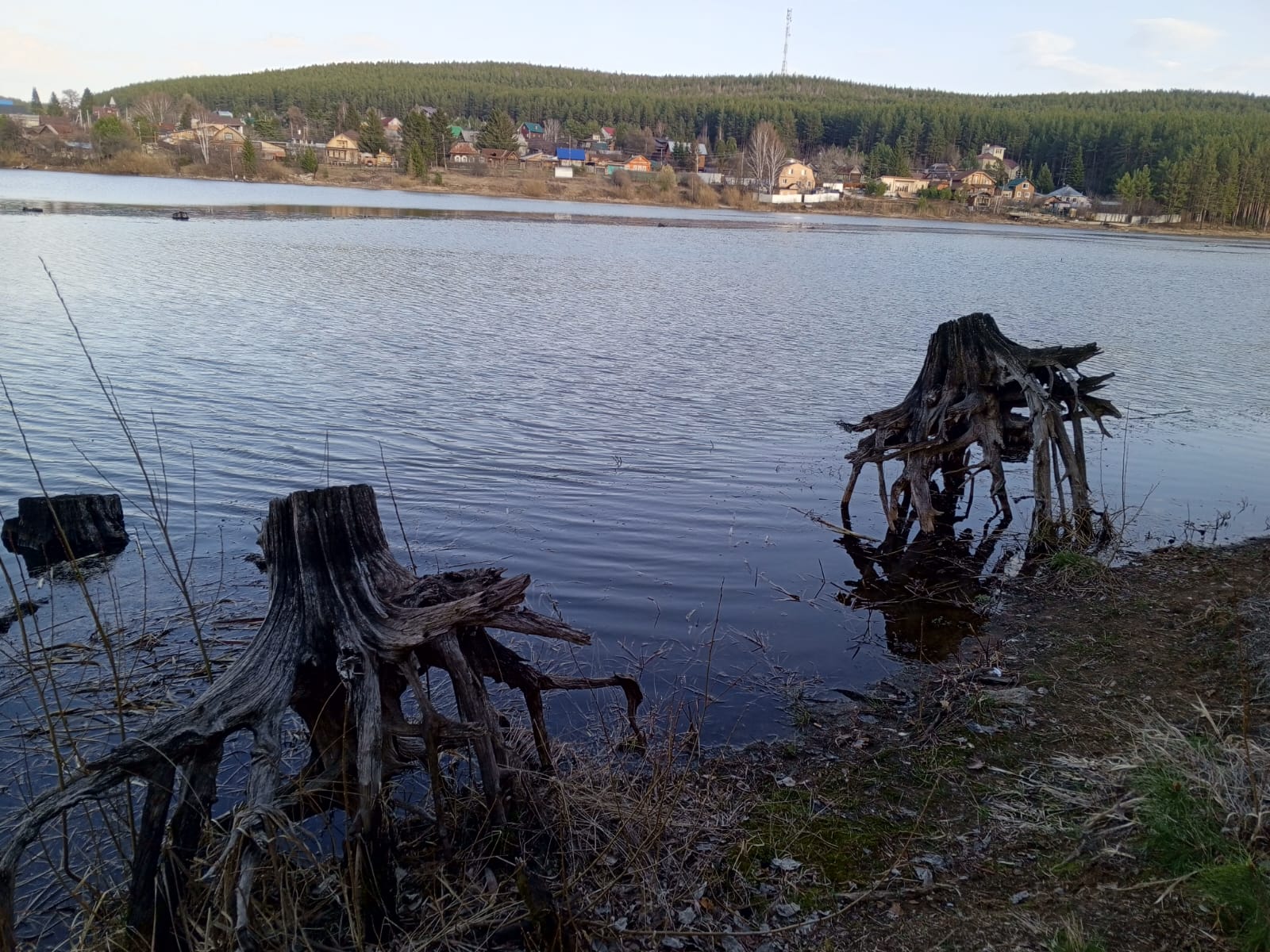 Фото Дача в соснах