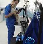 Clouds Pet (14/5A, Sheikh Mohammad Bin Zayed Road, Al Falah camp, Muwaileh Commercial, Tugariet Muwaileh, Sharjah), pet salon