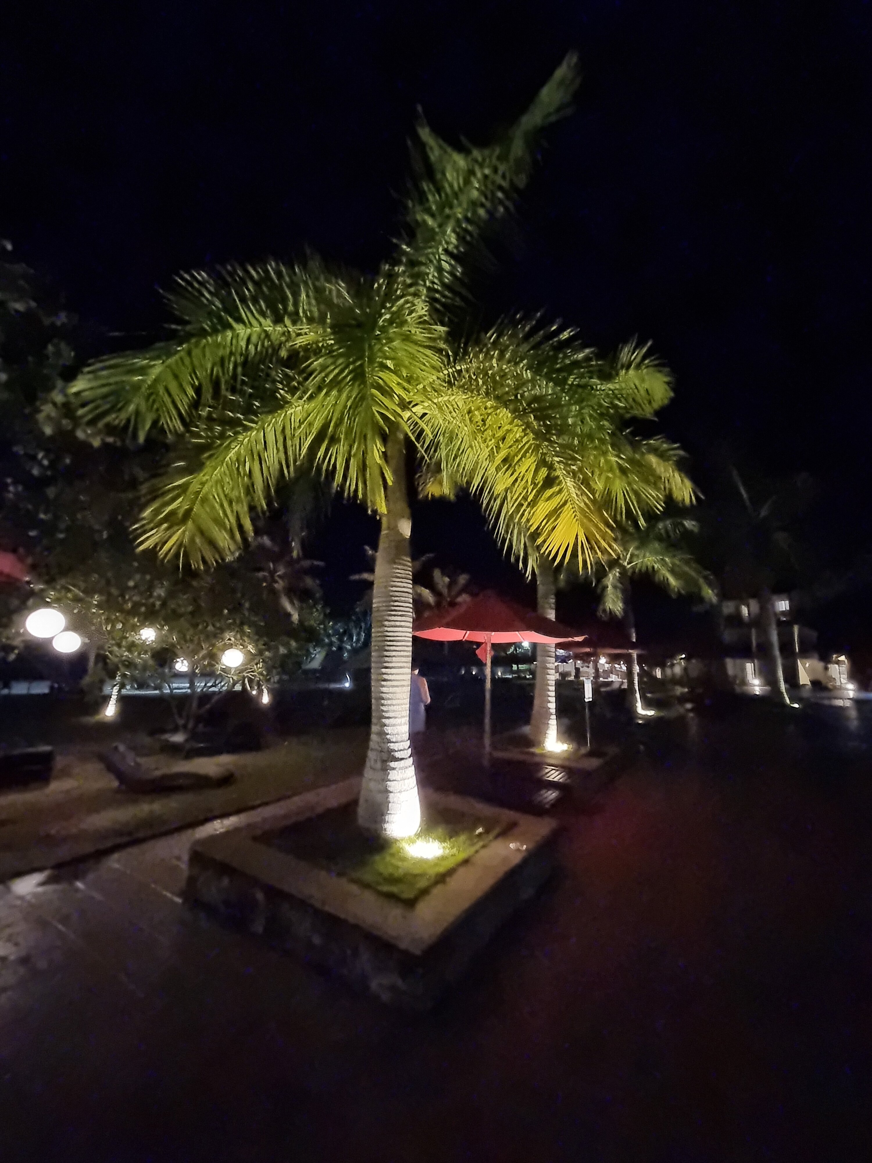 Фото The Palms