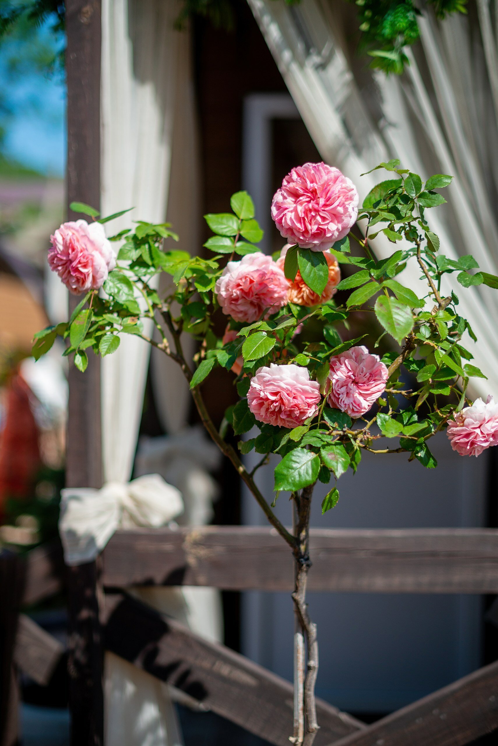 Фото Домики Luxe