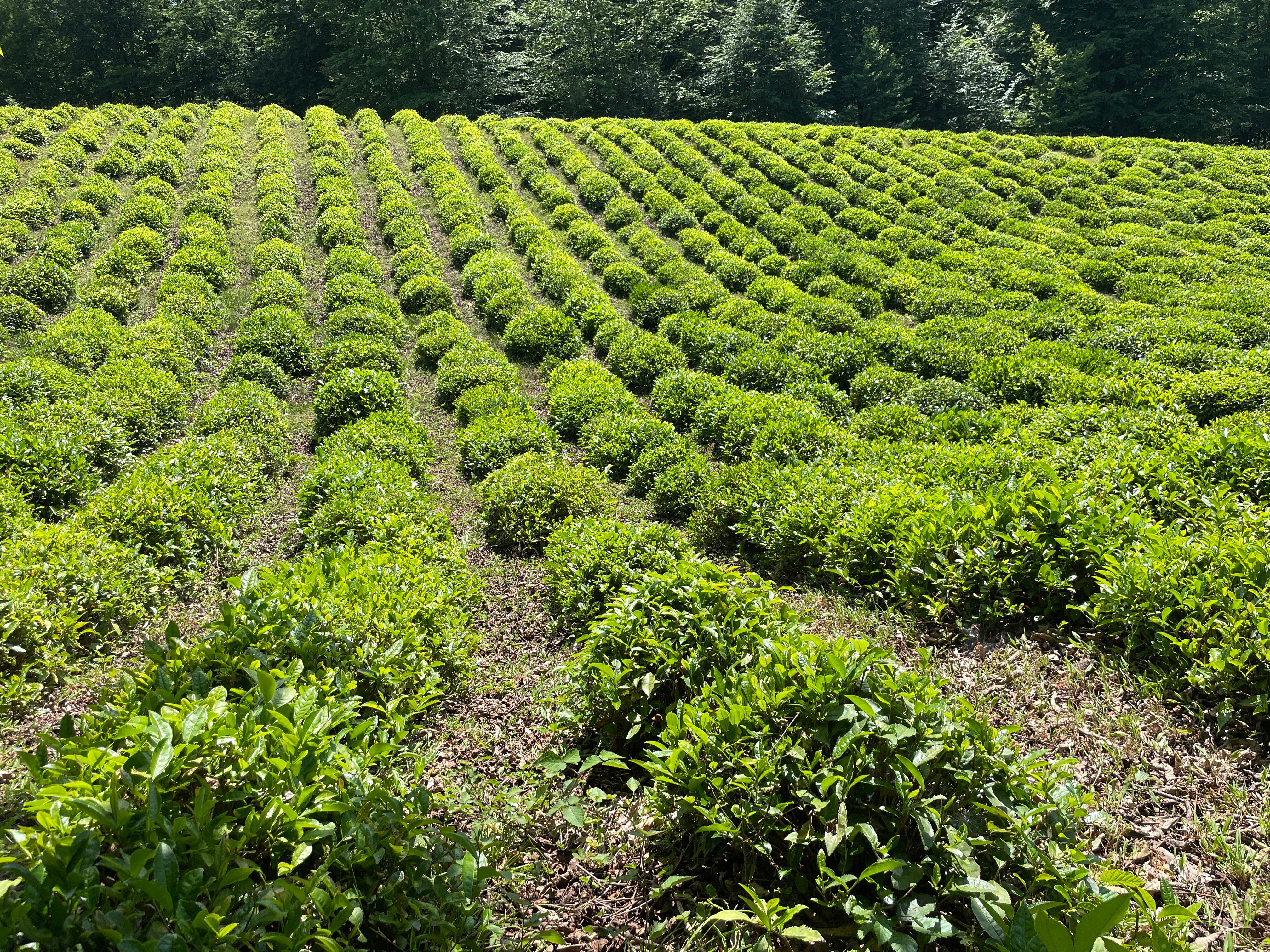 Фото Озеро Ольховое