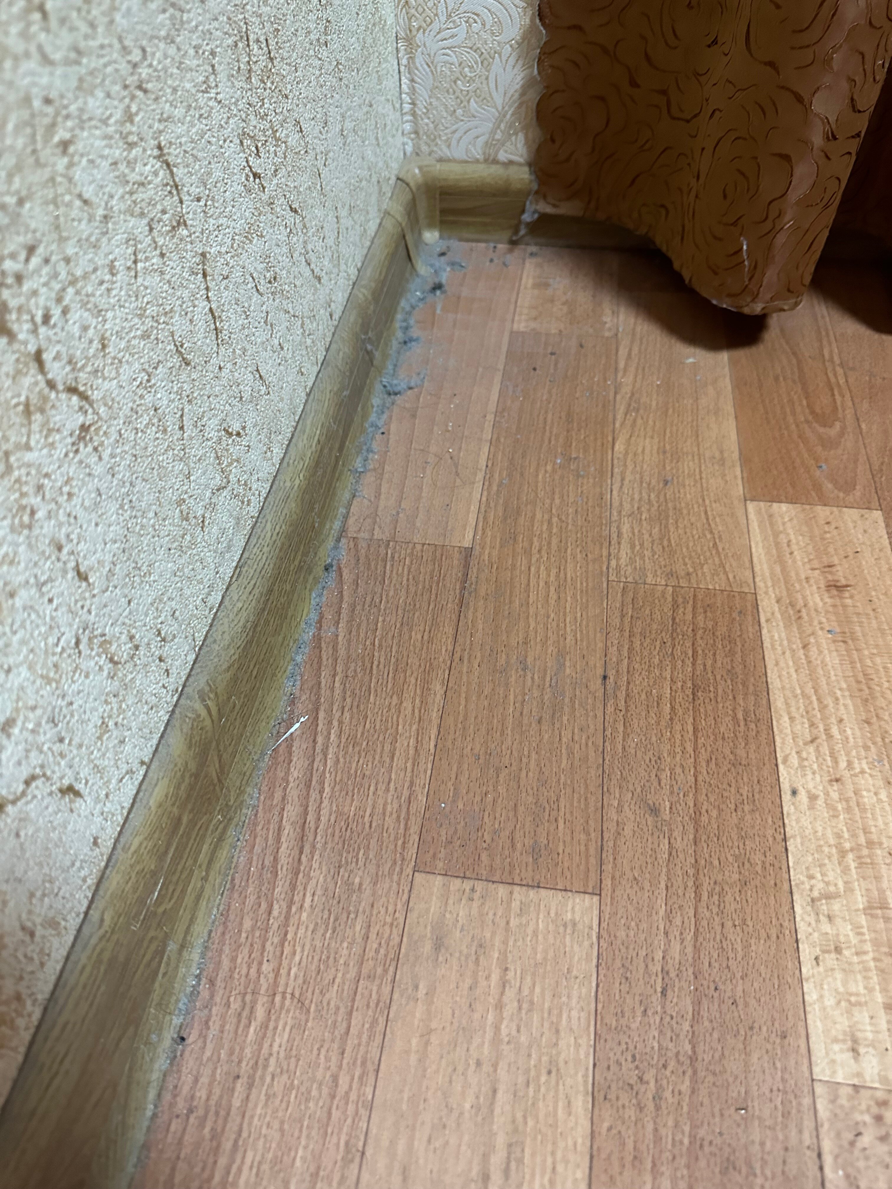 Фото Ромашка