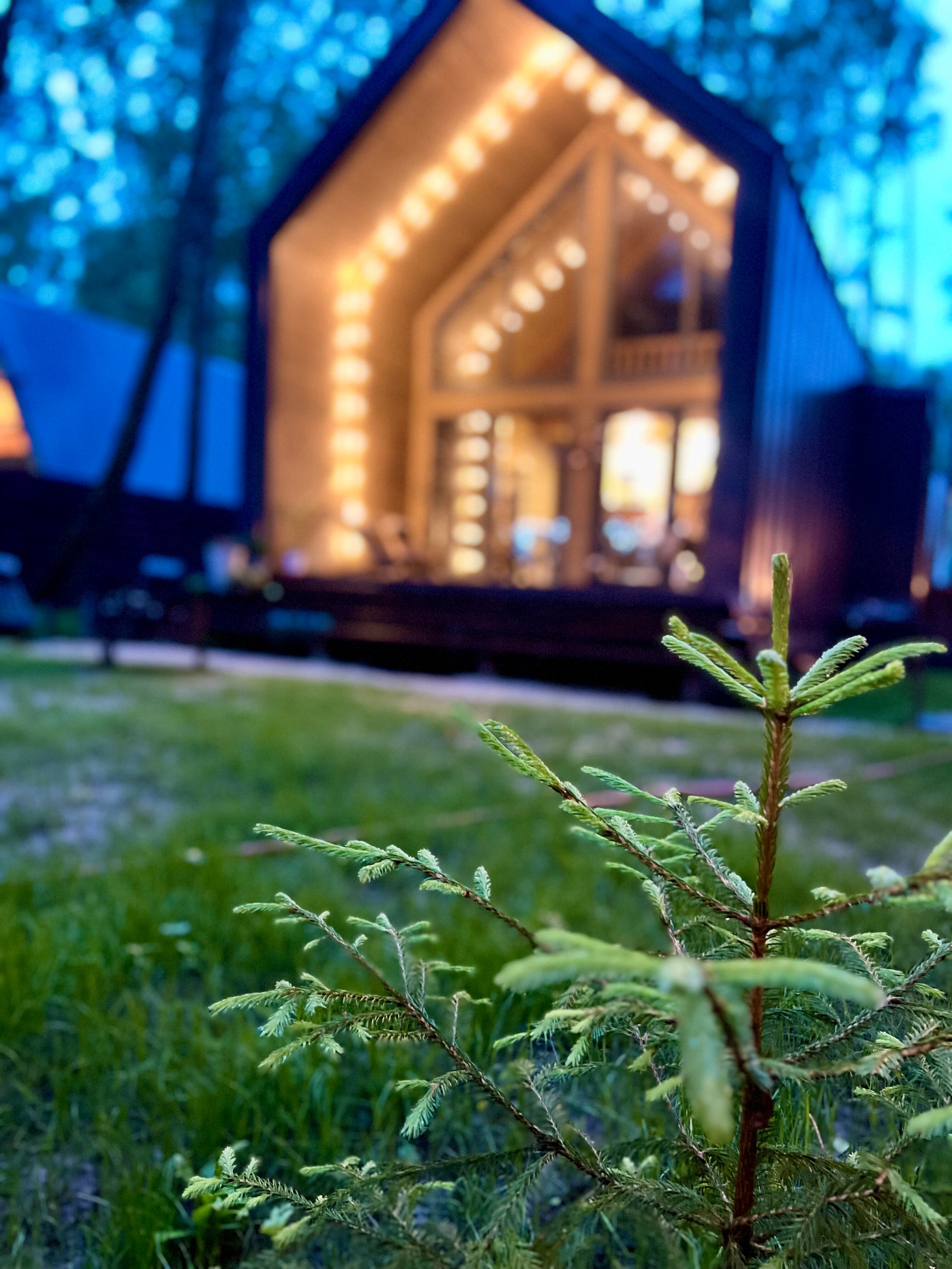 Фото Forest Glamp