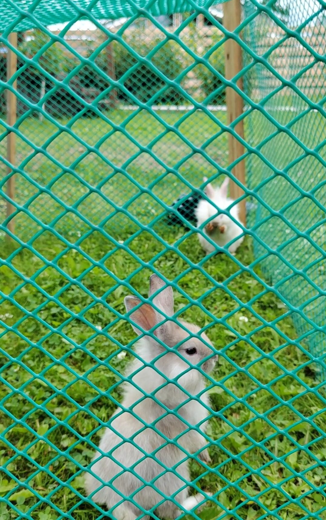 Фото Гостевой дом Новоснежная