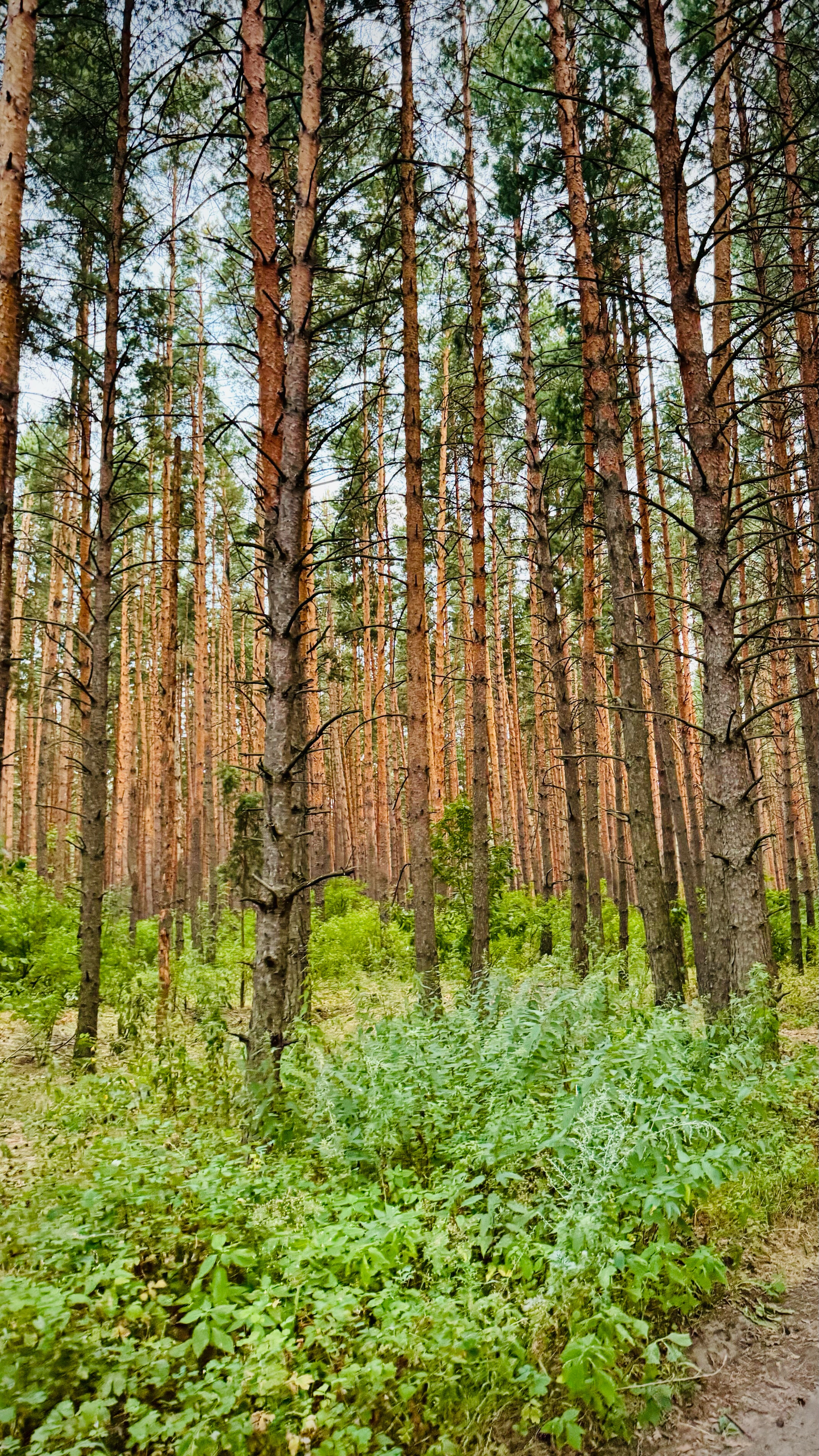 Фото Атамань-на-Дону