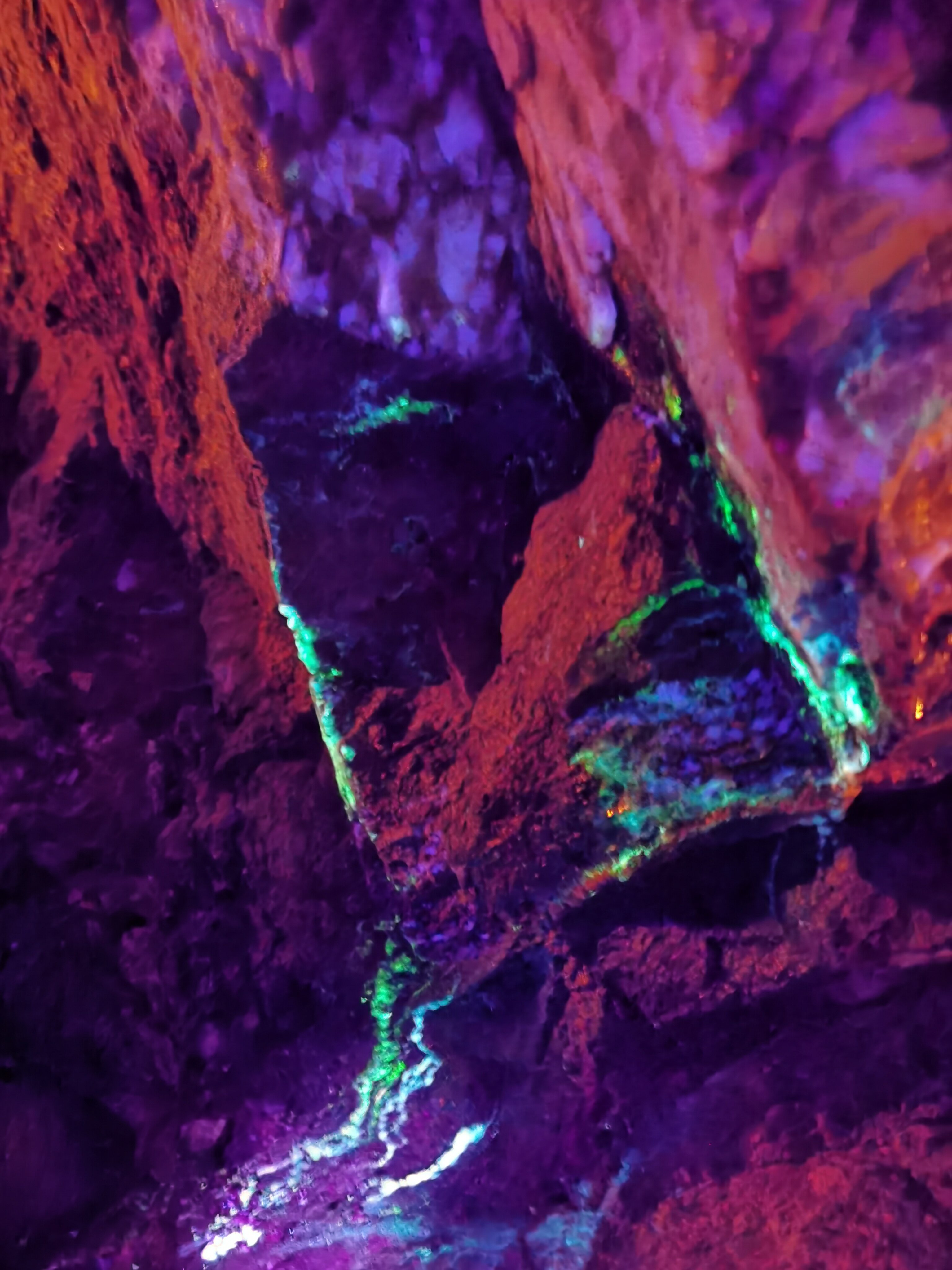 Фото Нереис