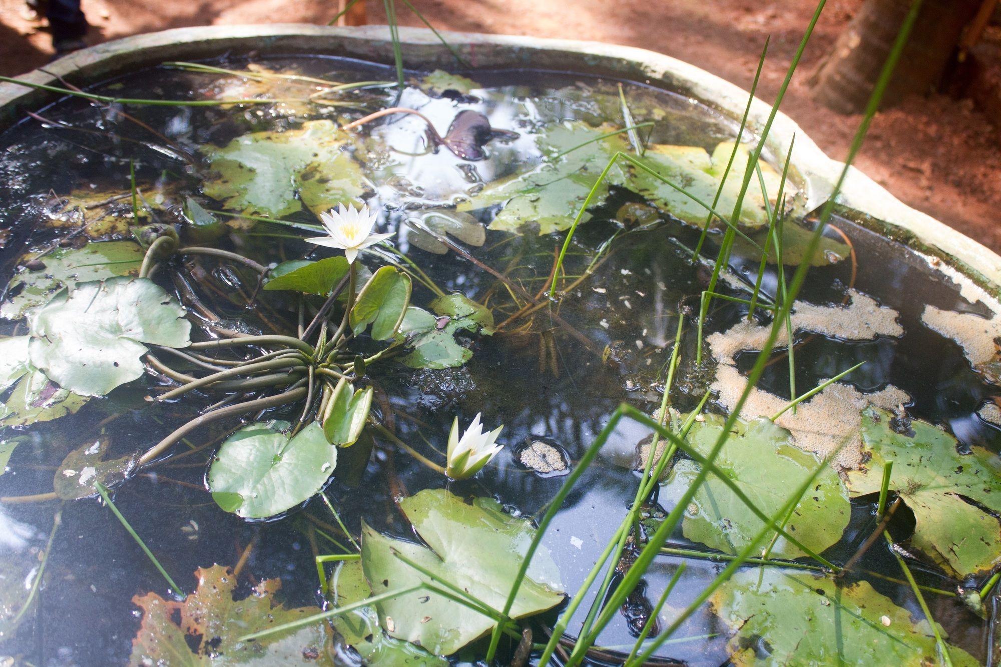 Фото Palm Trees Ayurvedic Heritage