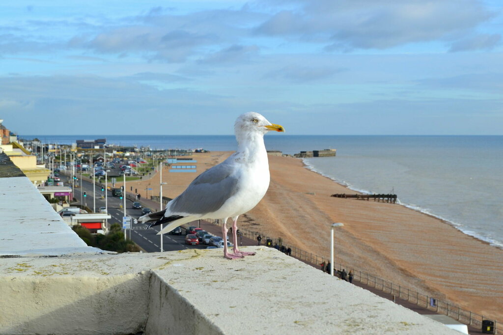 Hotel The Lindum, Hastings, photo