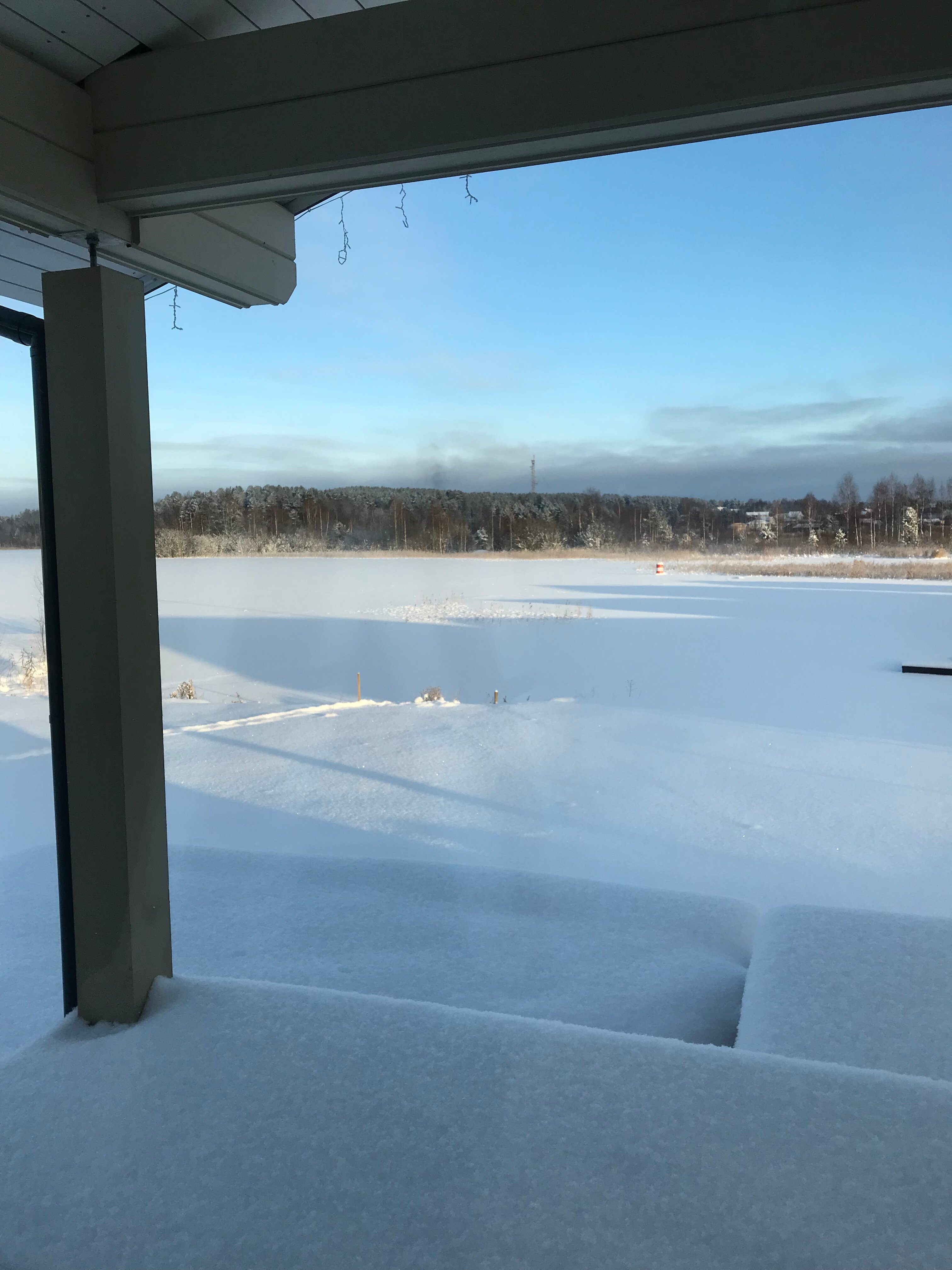 Фото Таволга