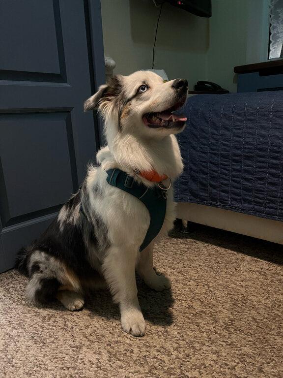 Фото Спа-отель Хойригер