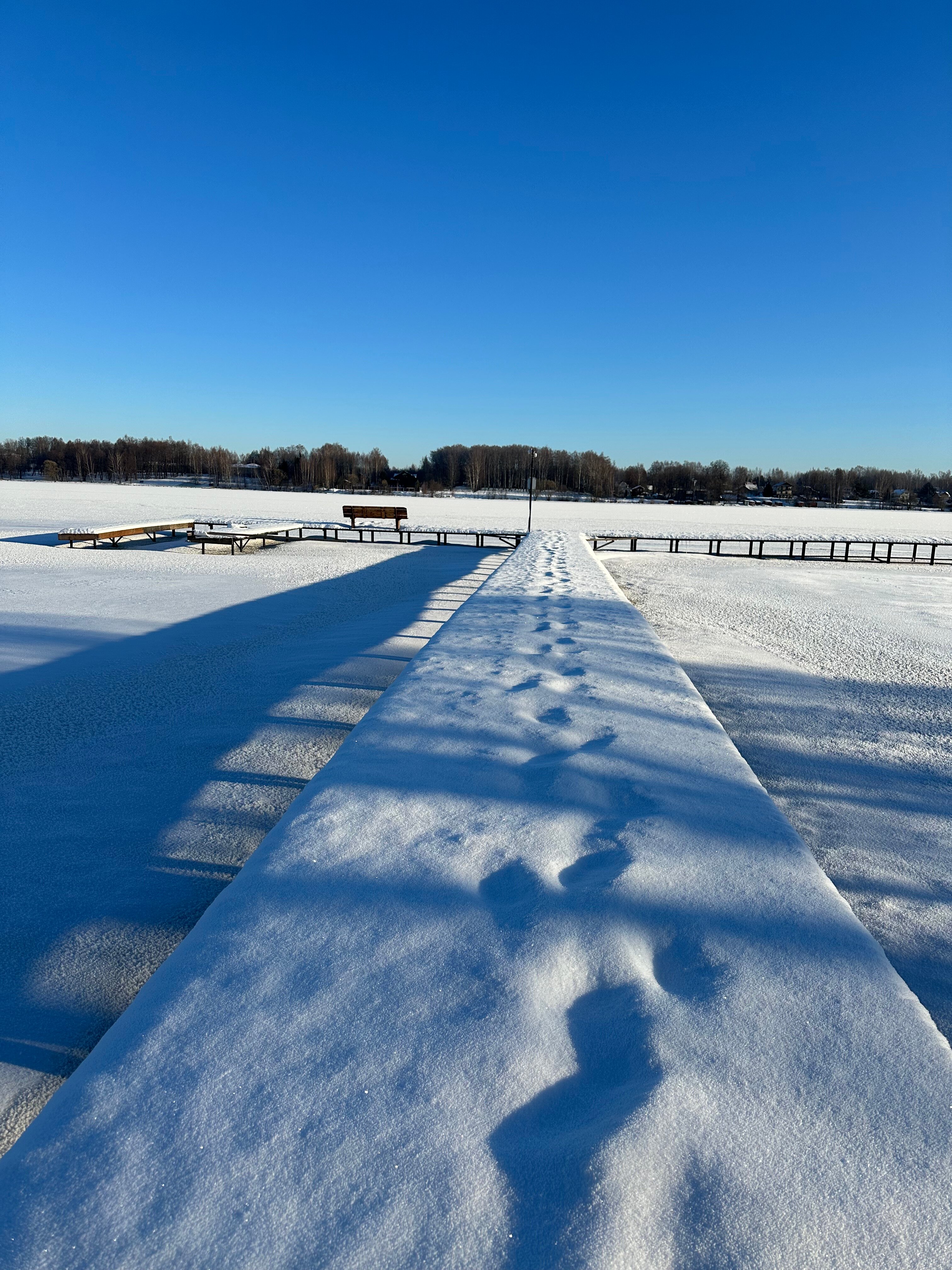 Фото Лес и Волга