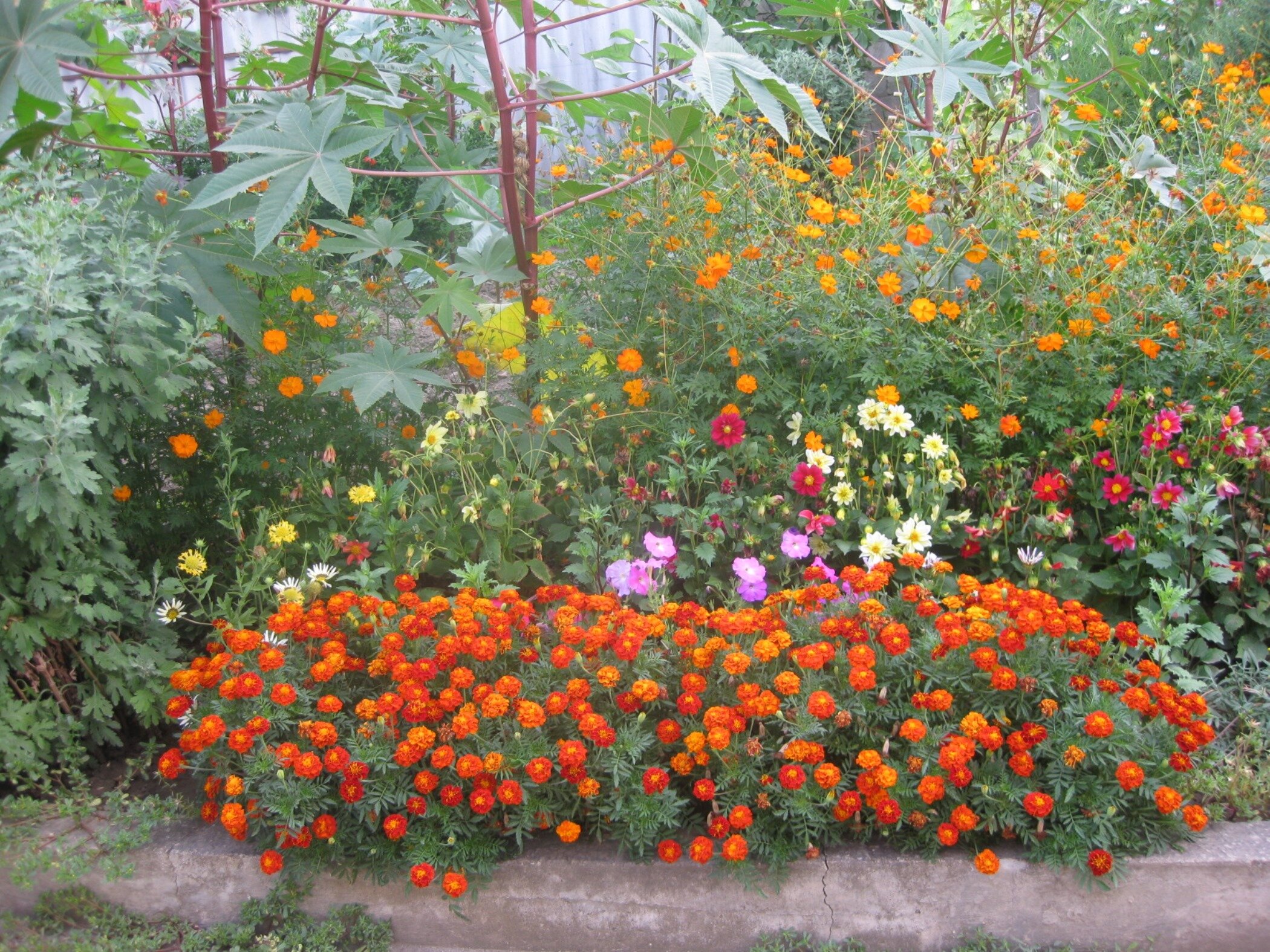 Фото Золотая Рыбка