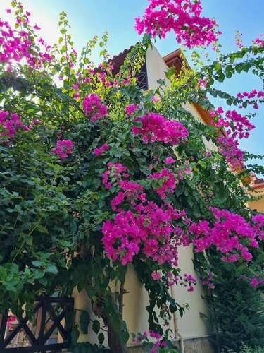 Гостиница Saphir Hotel & Villas в Аланье