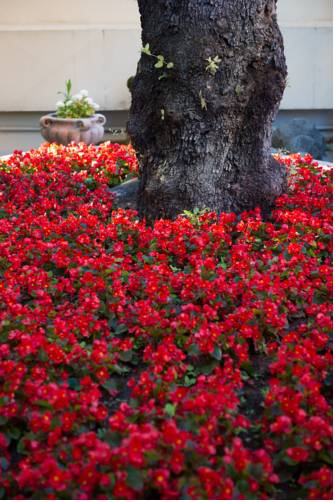 Фото Hotel Degli Aranci Rome