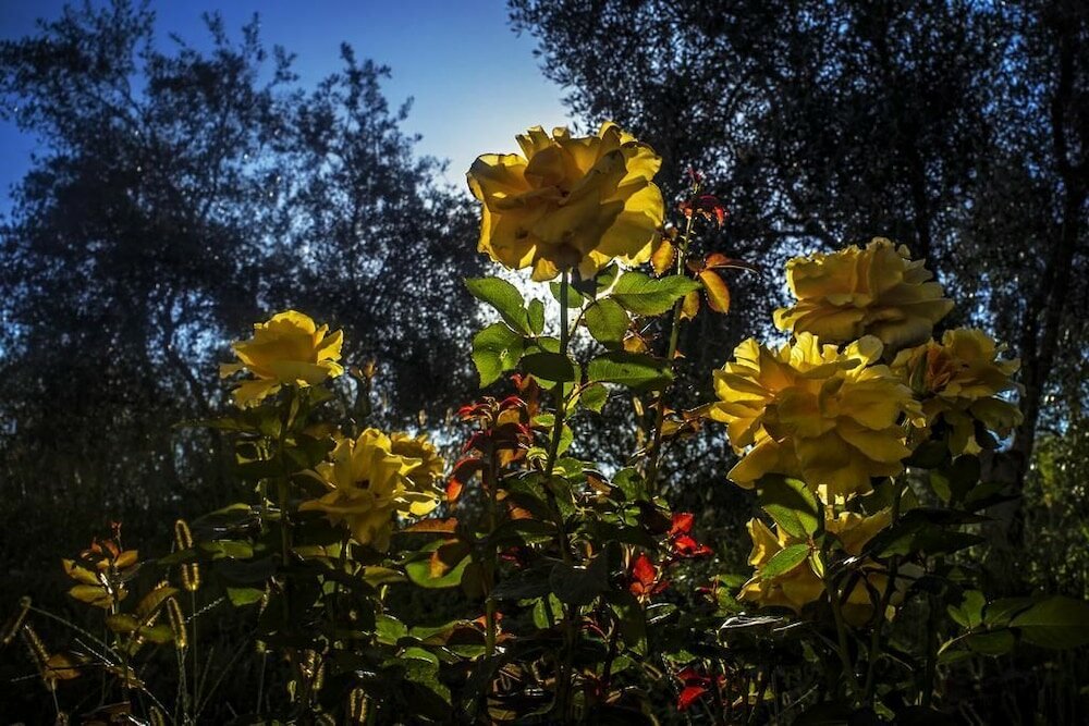 Фото Agriturismo Murikè