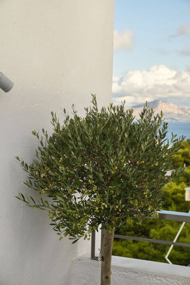 Фото The coolest loft & terrace Varkiza SV