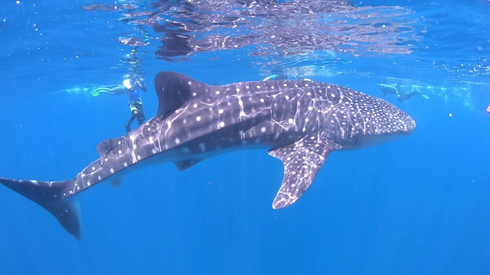 Фото Отель Perla Dhangethi