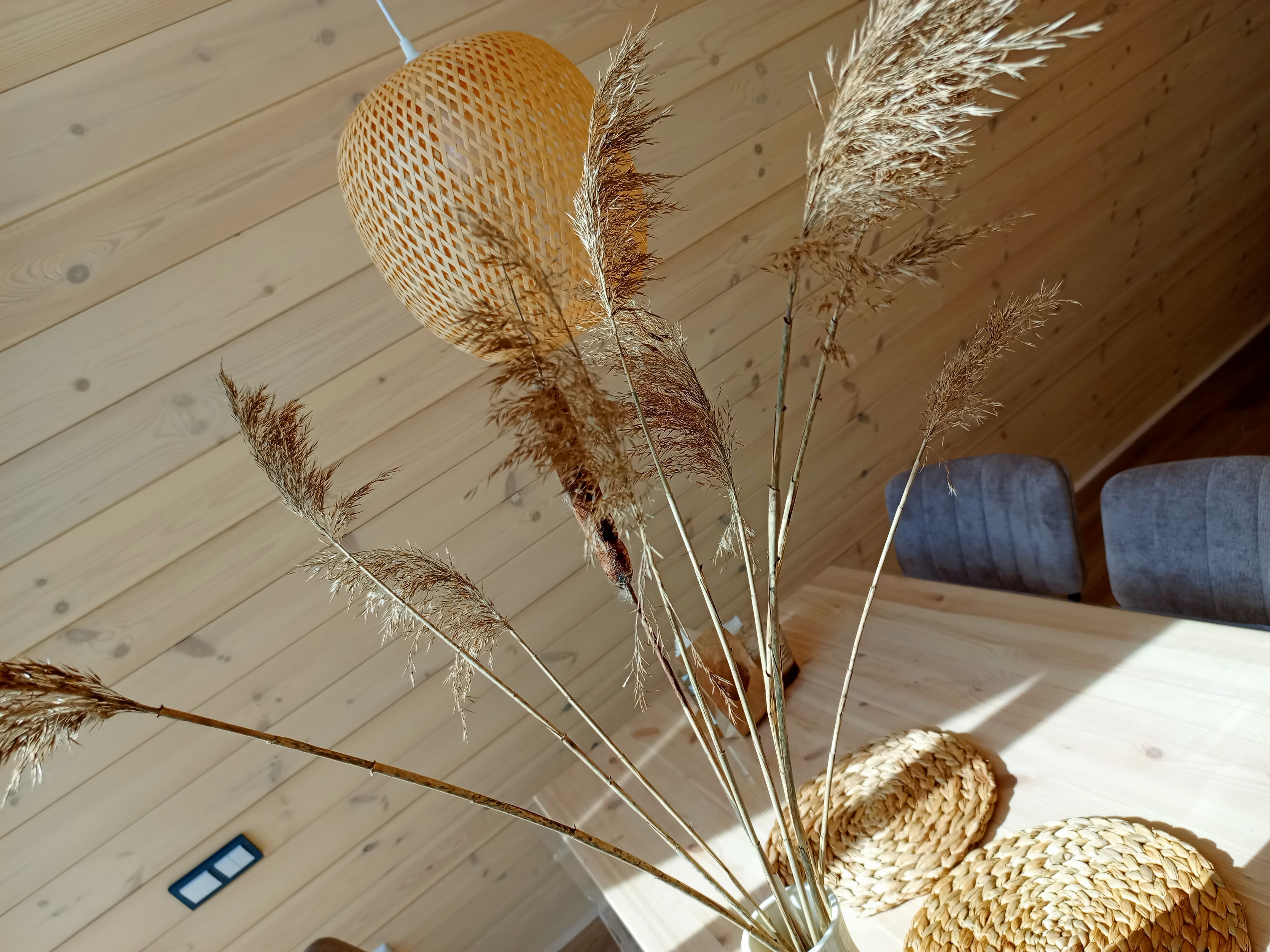 Фото Камыши