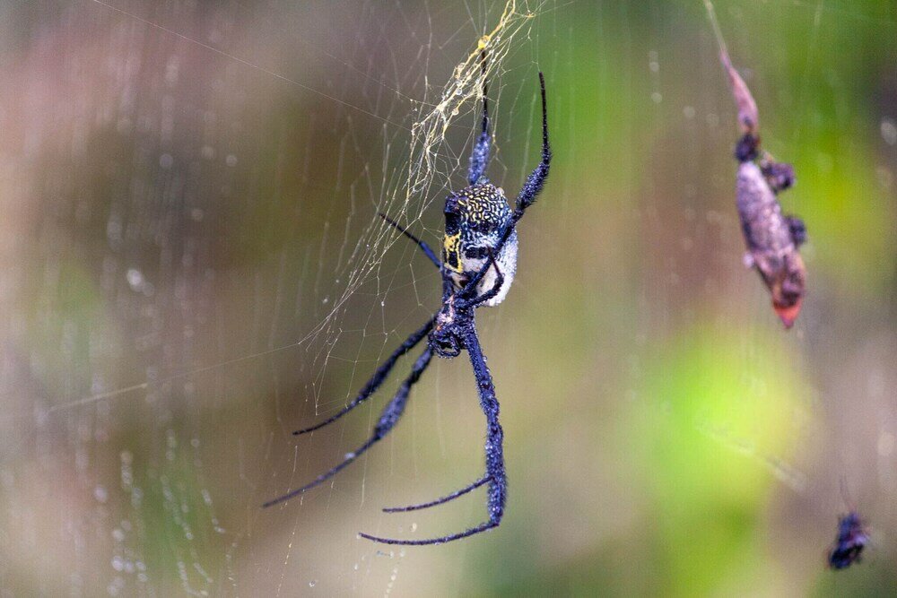Фото Simbavati Fynbos on Sea