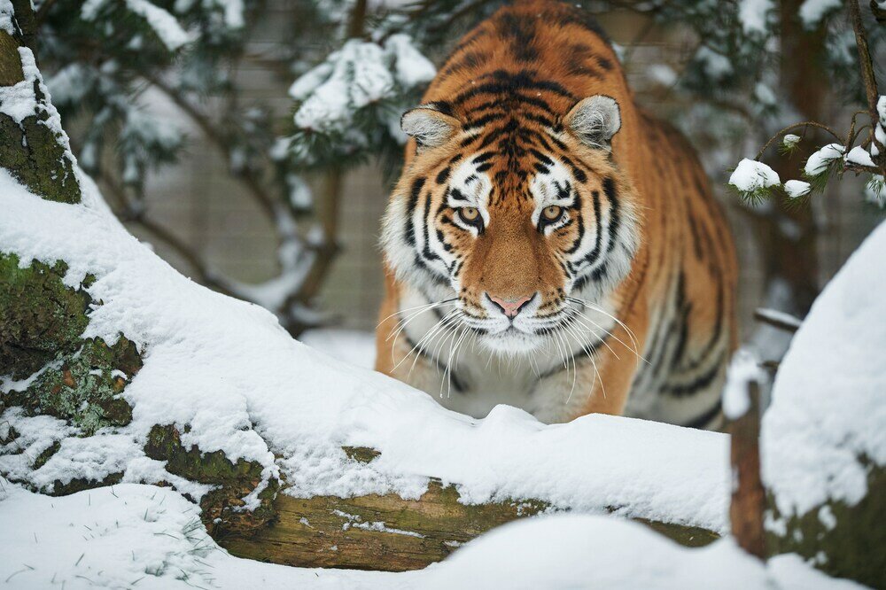 Фото City Hotel Nattergalen Apartments