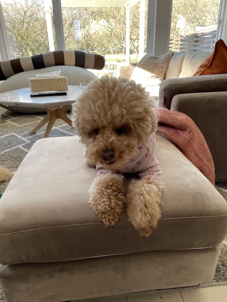 Фото Mt. Fuji koko wantyanOK sintikubessō