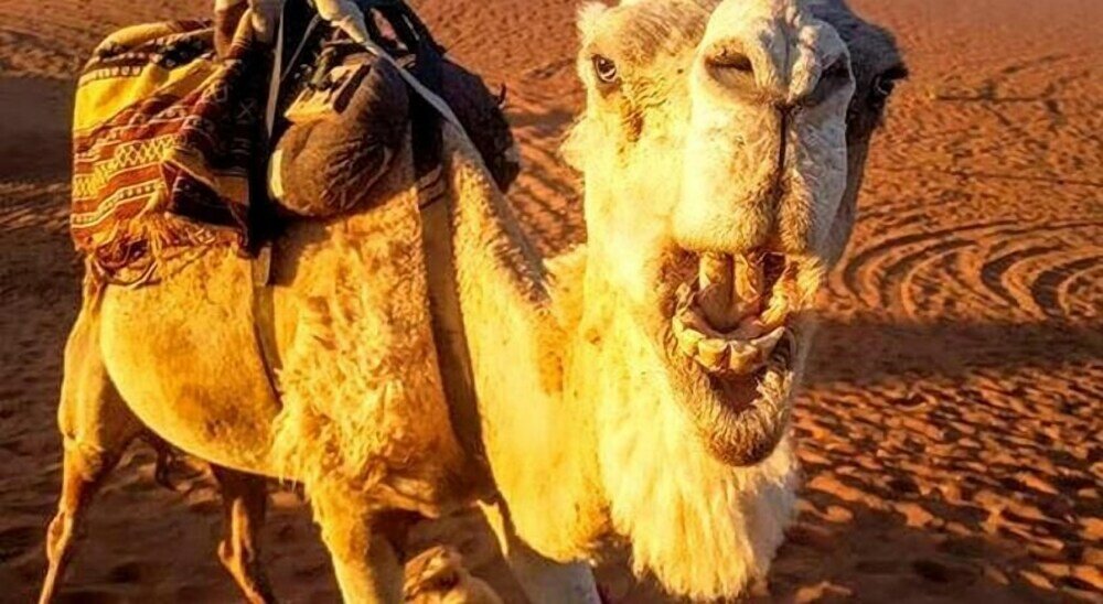 Фото Sahara traveling camp