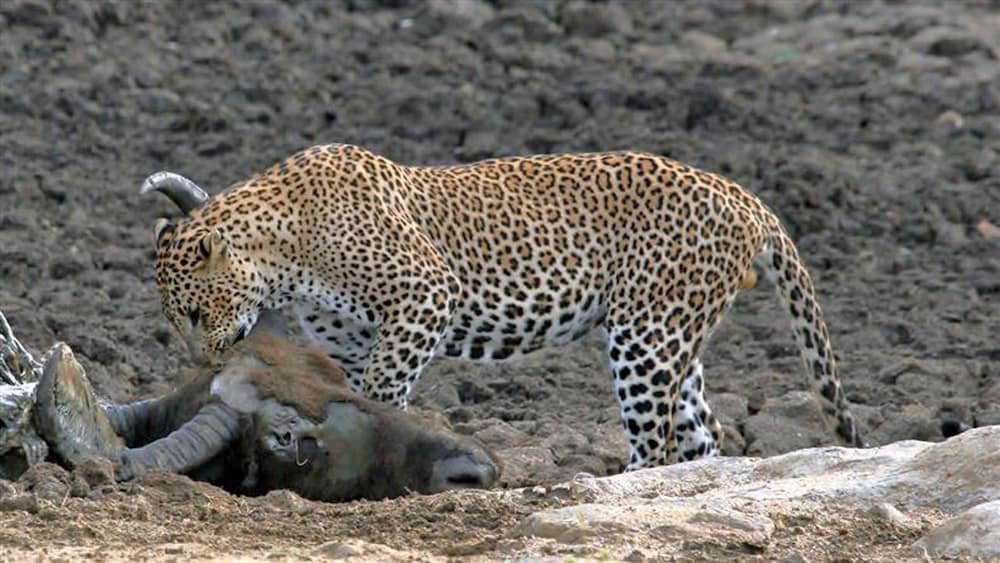 Фото Samorich Hotel