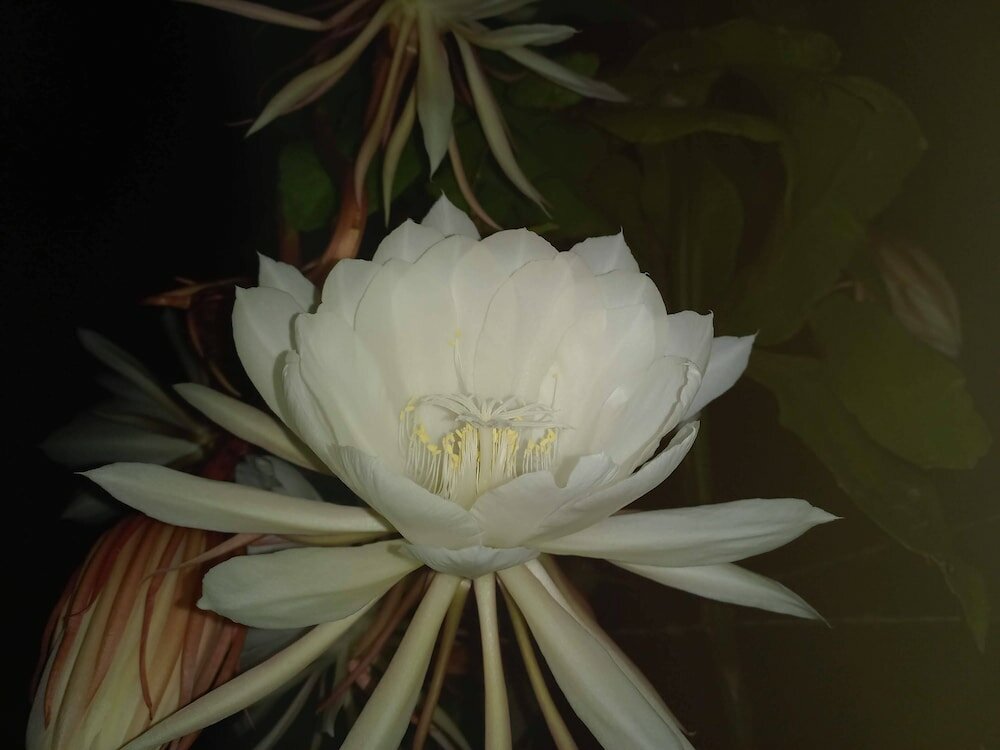 Фото Hirondelle Paraíso