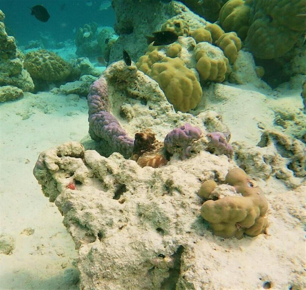 Фото One The Island