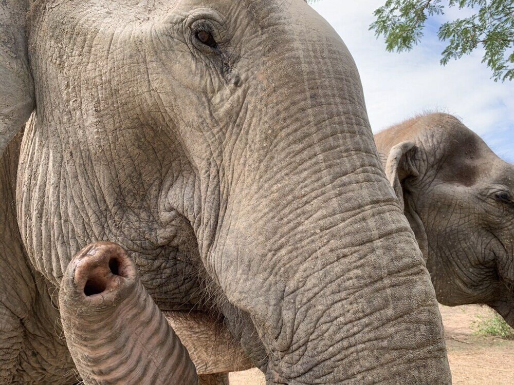 Фото Elephant View Camp