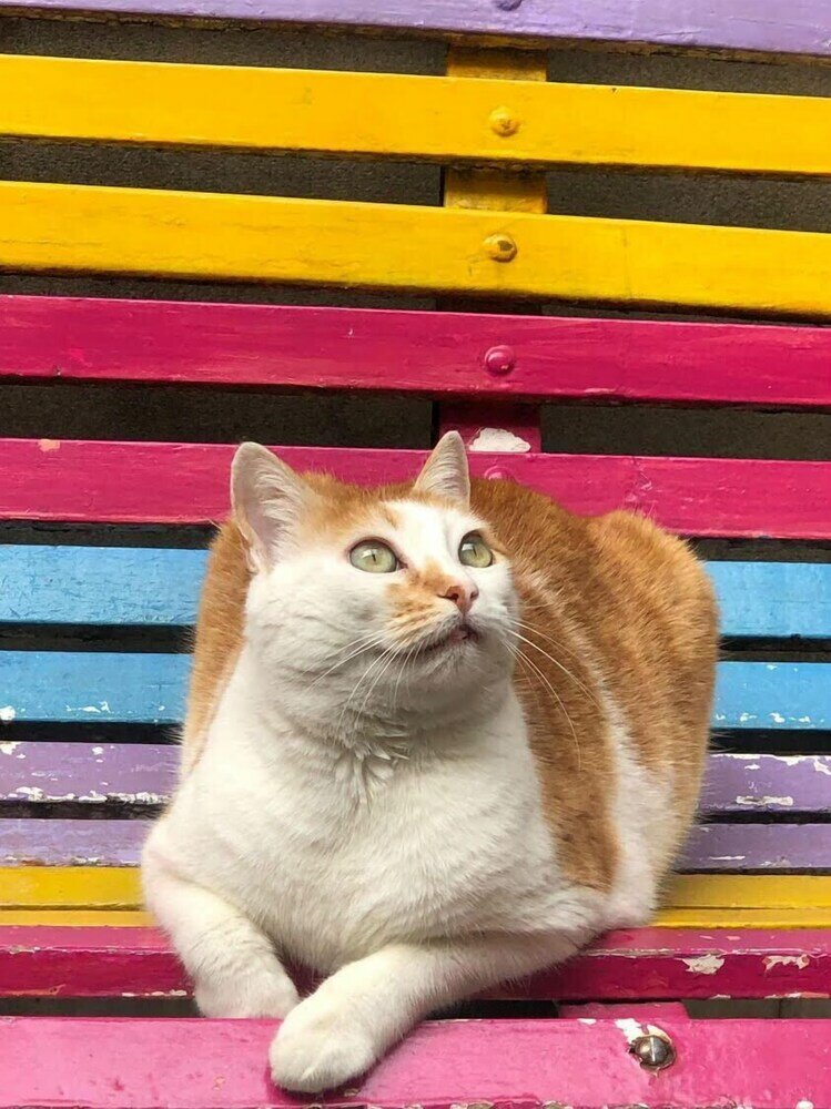 Фото Meridiano Hostel Boutique