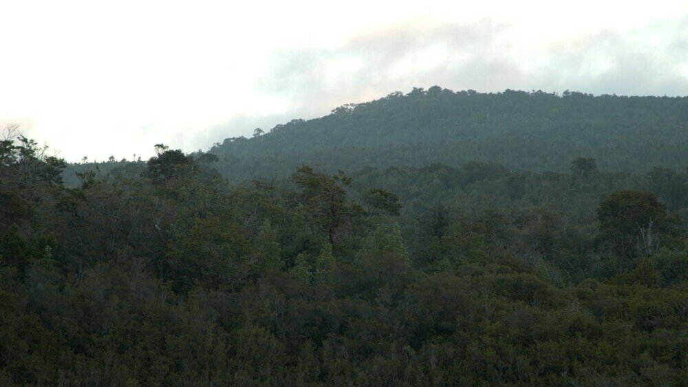 Фото Hotel Parque Tepuhueico