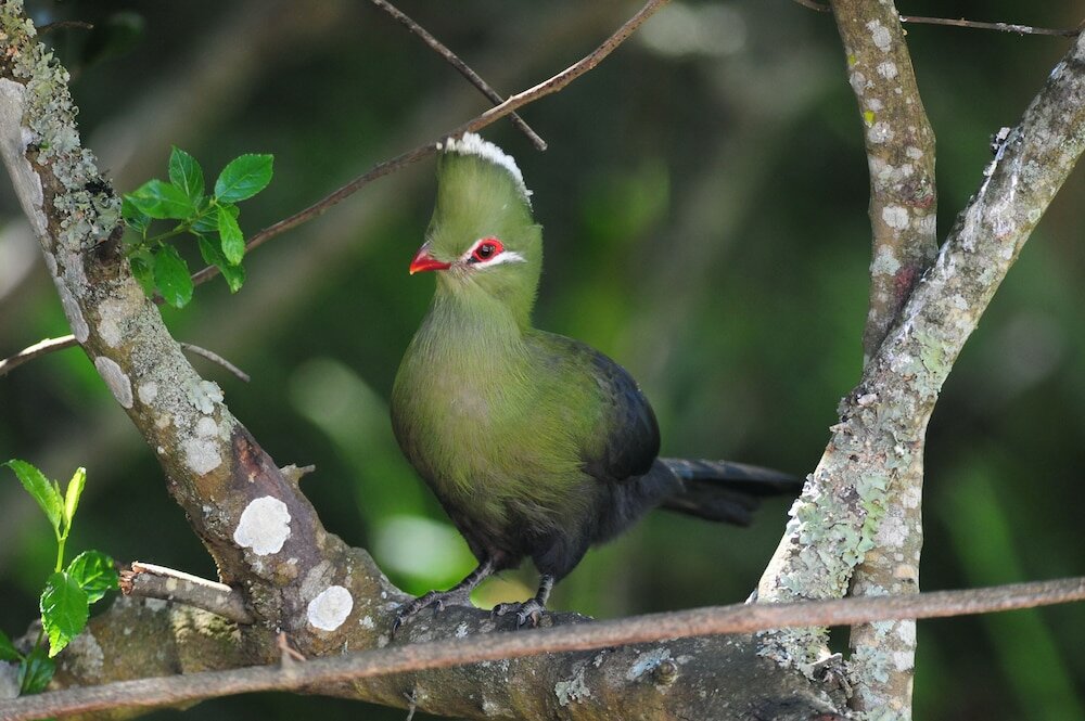 Фото Shamwari Explorer Camp