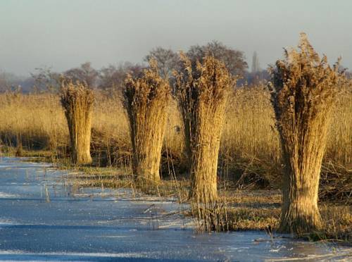 Фото Fletcher Hotel - Restaurant Steenwijk