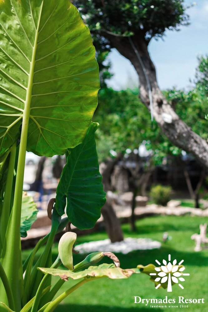 Фото Drymades Resort