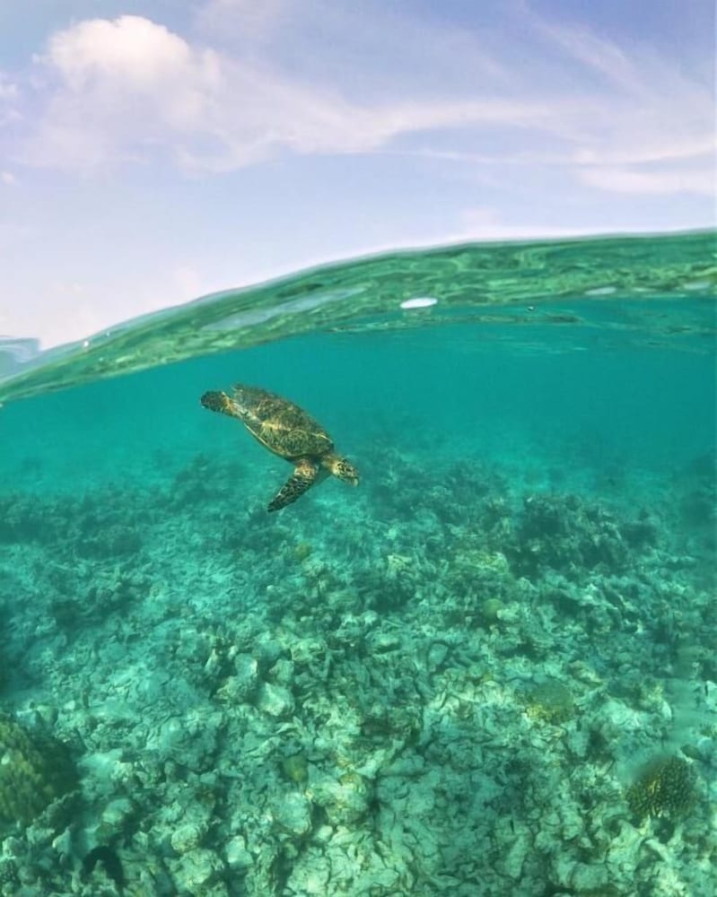 Фото One The Island