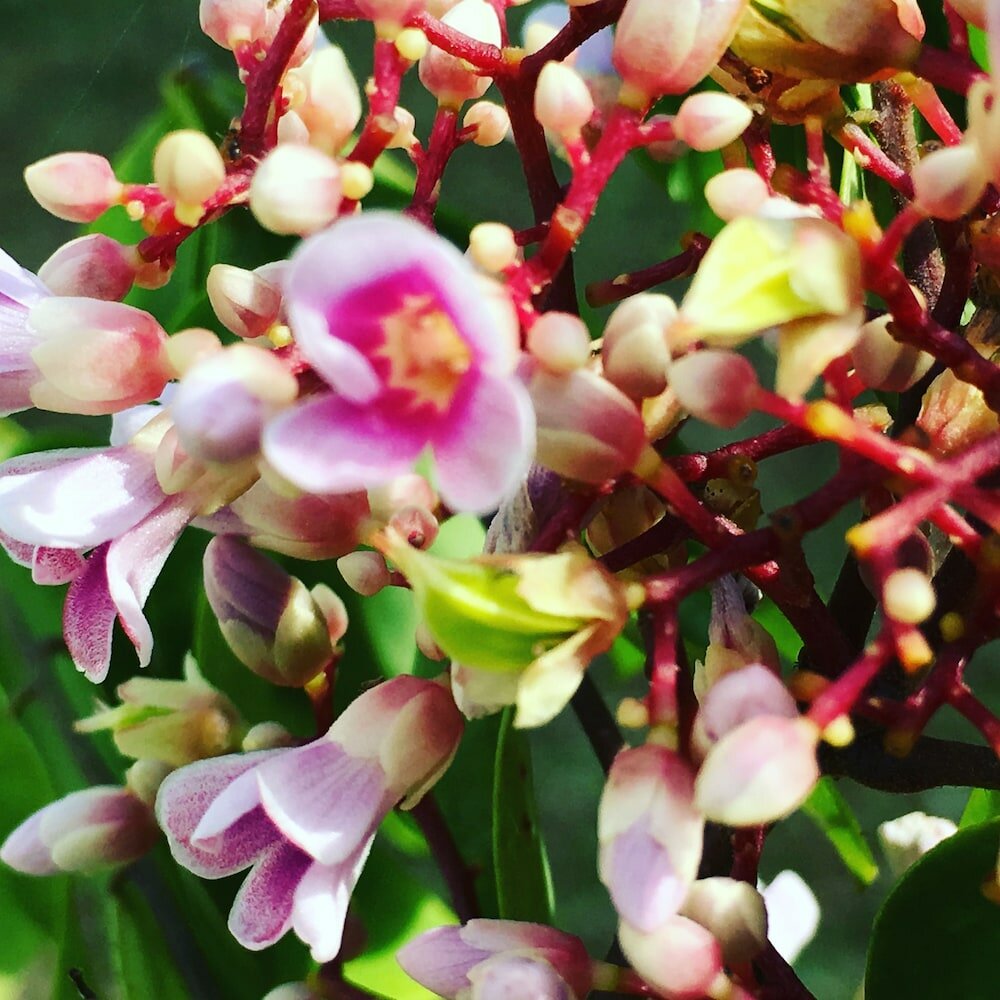 Фото Silence Garden