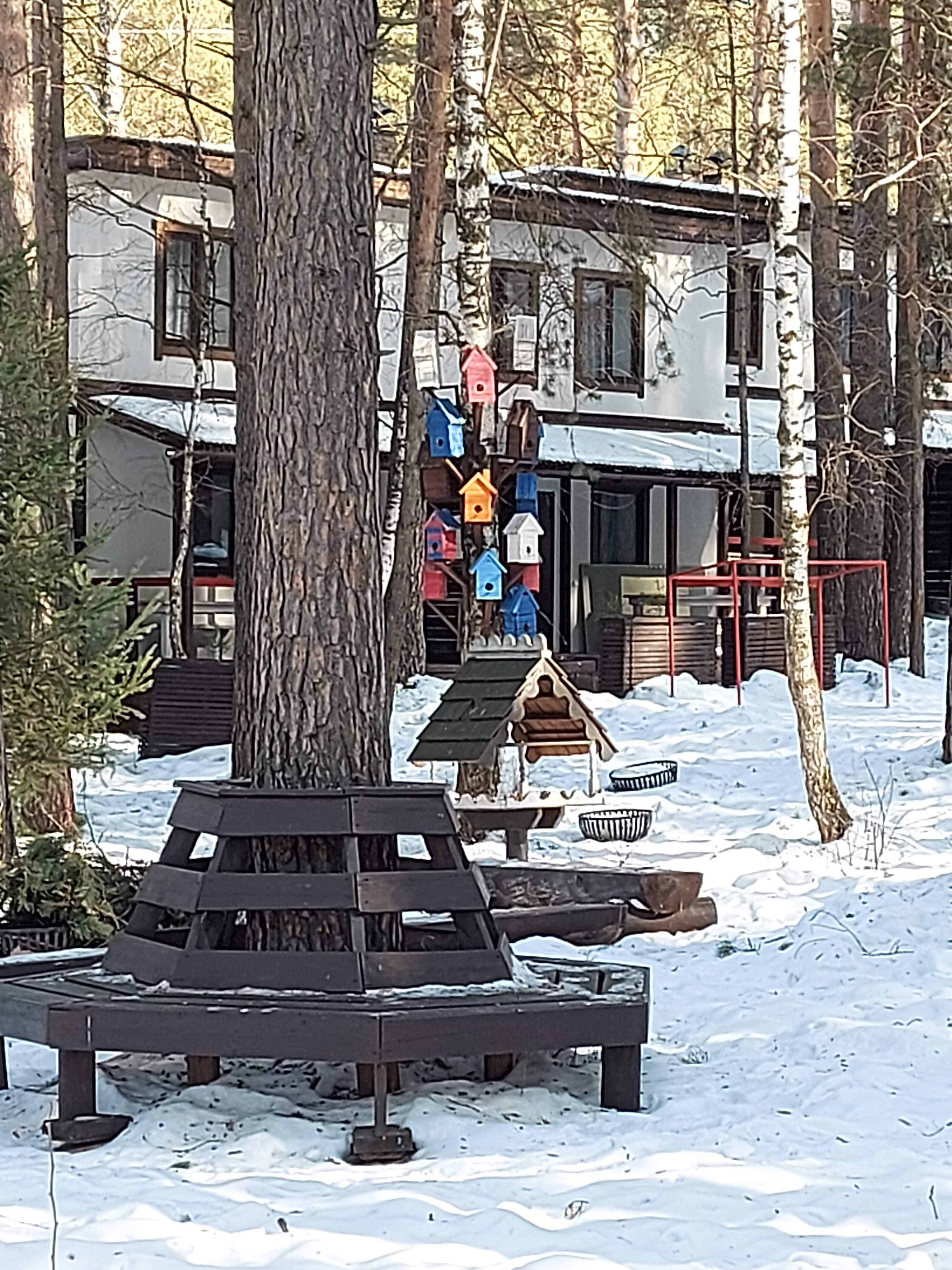 Фото Брусника