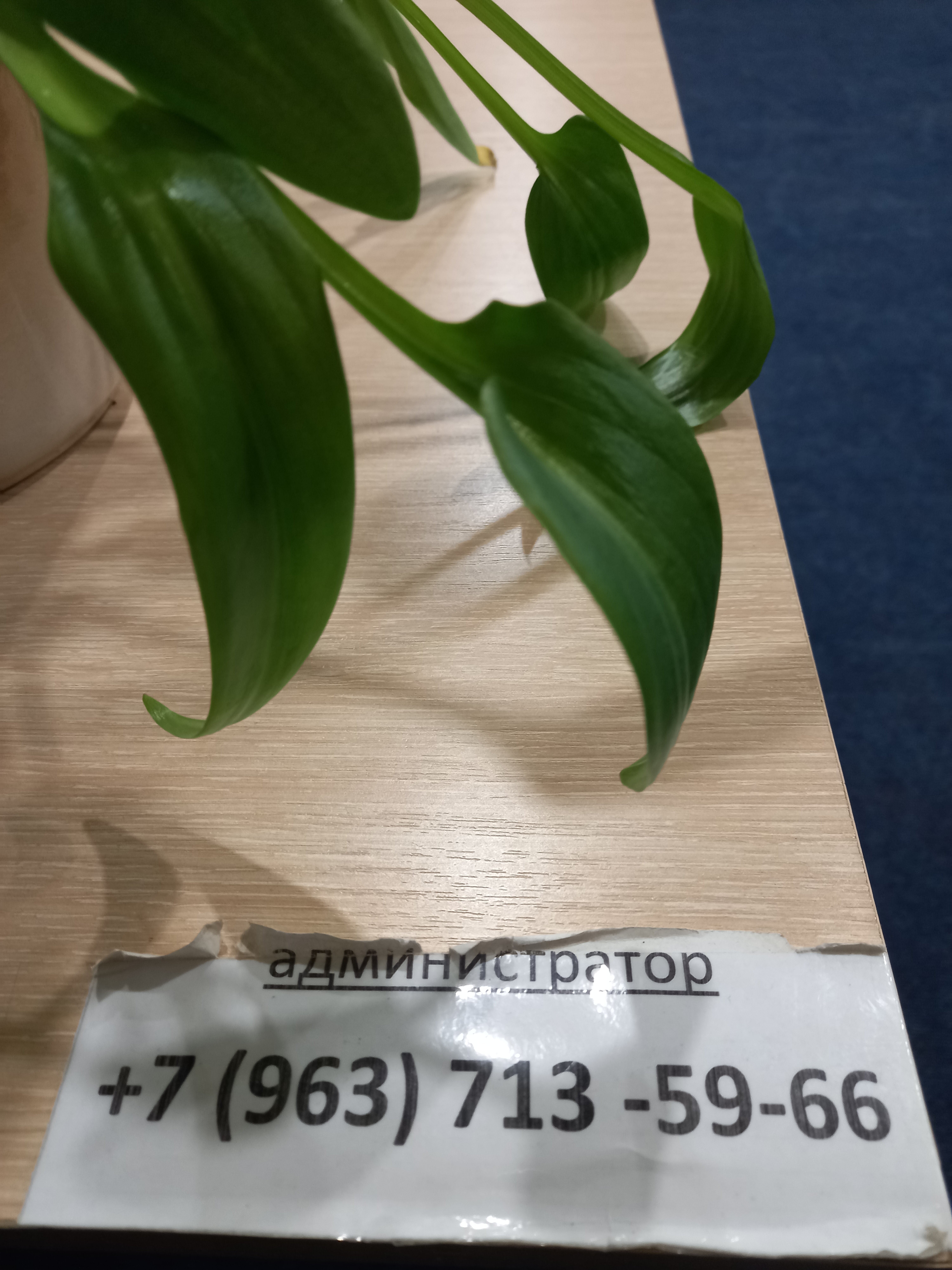 Фото Маршал