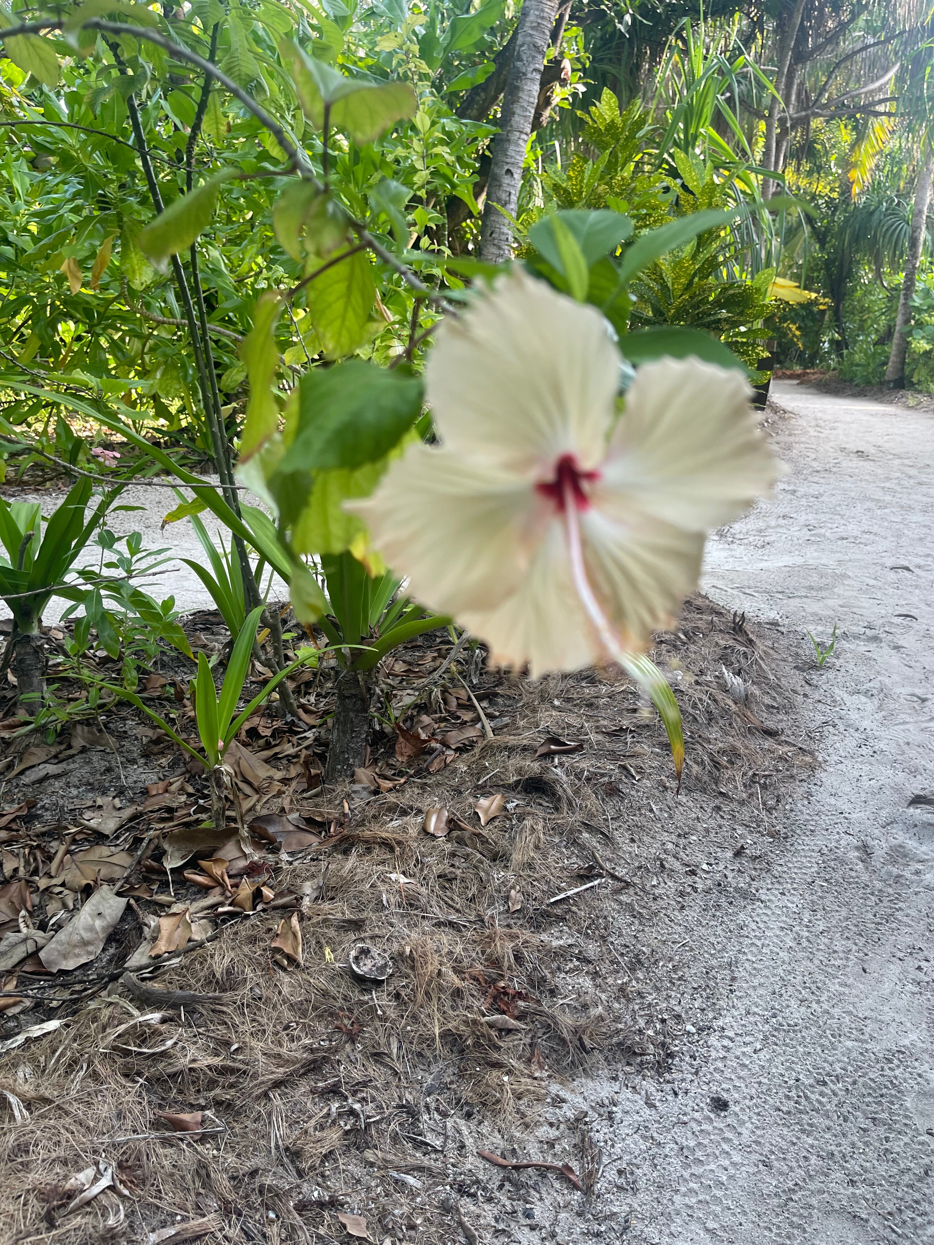 Фото Coco Palm Dhuni Kolhu