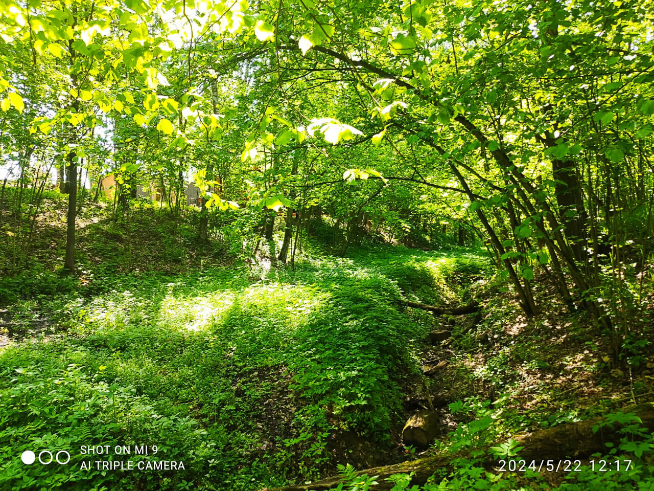 Фото Ореховая роща