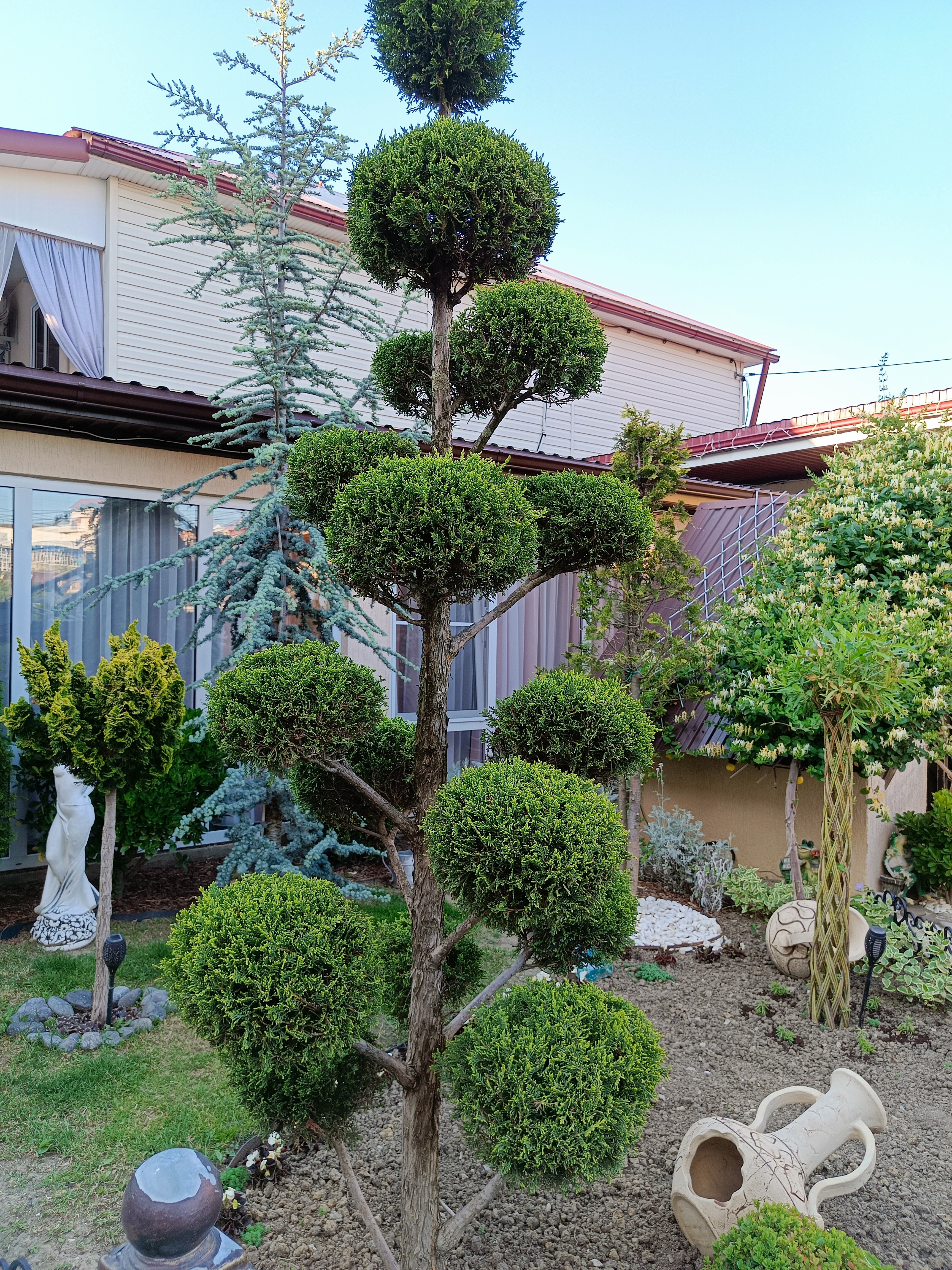 Фото Анютины Глазки