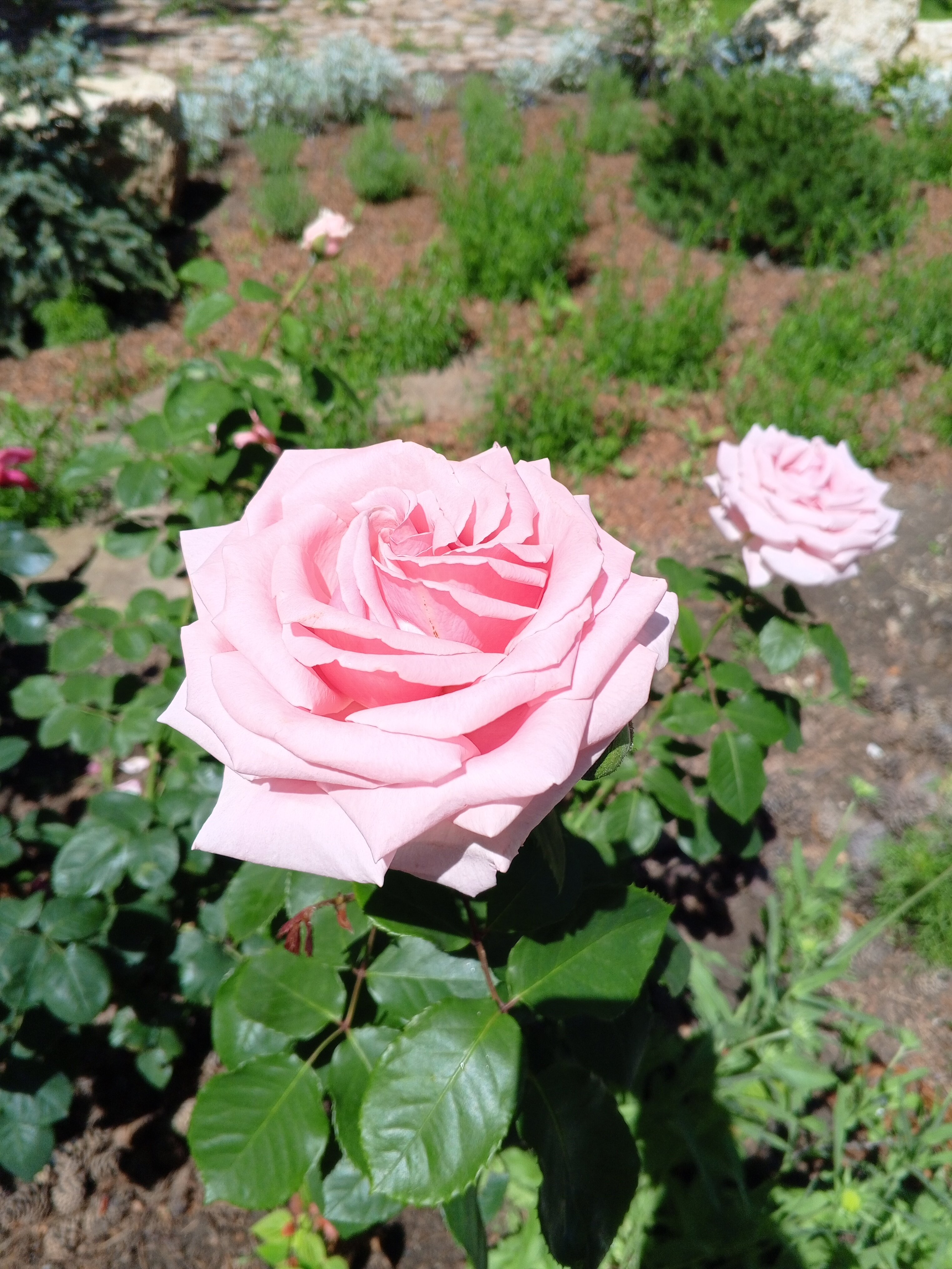 Фото Родник