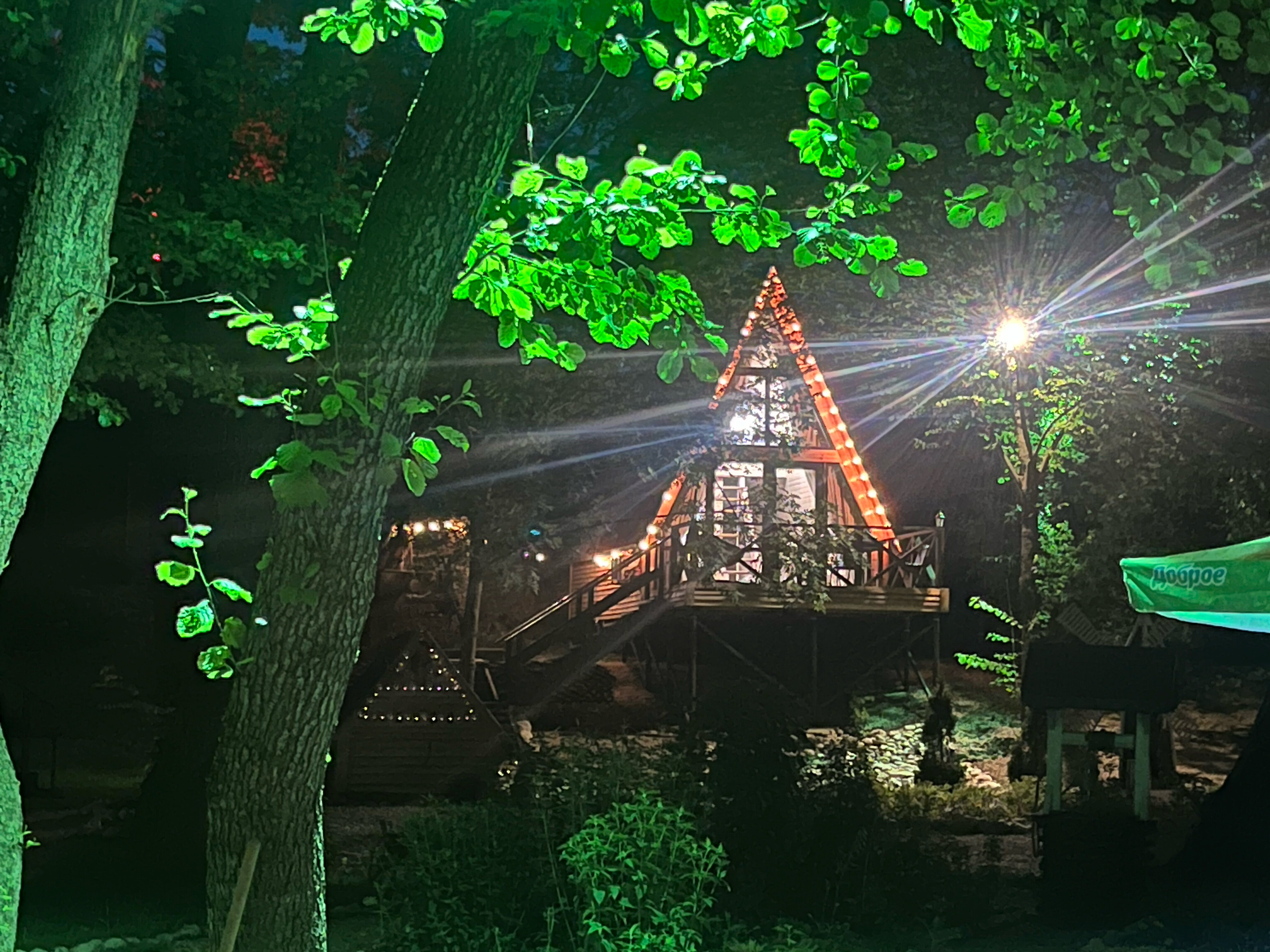 Фото Богатый лес