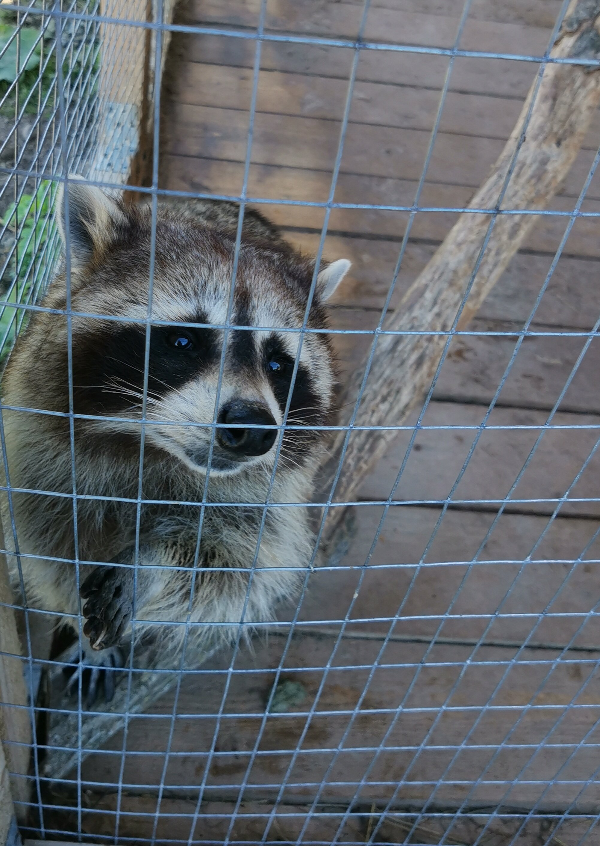 Фото Бэмби Лэнд
