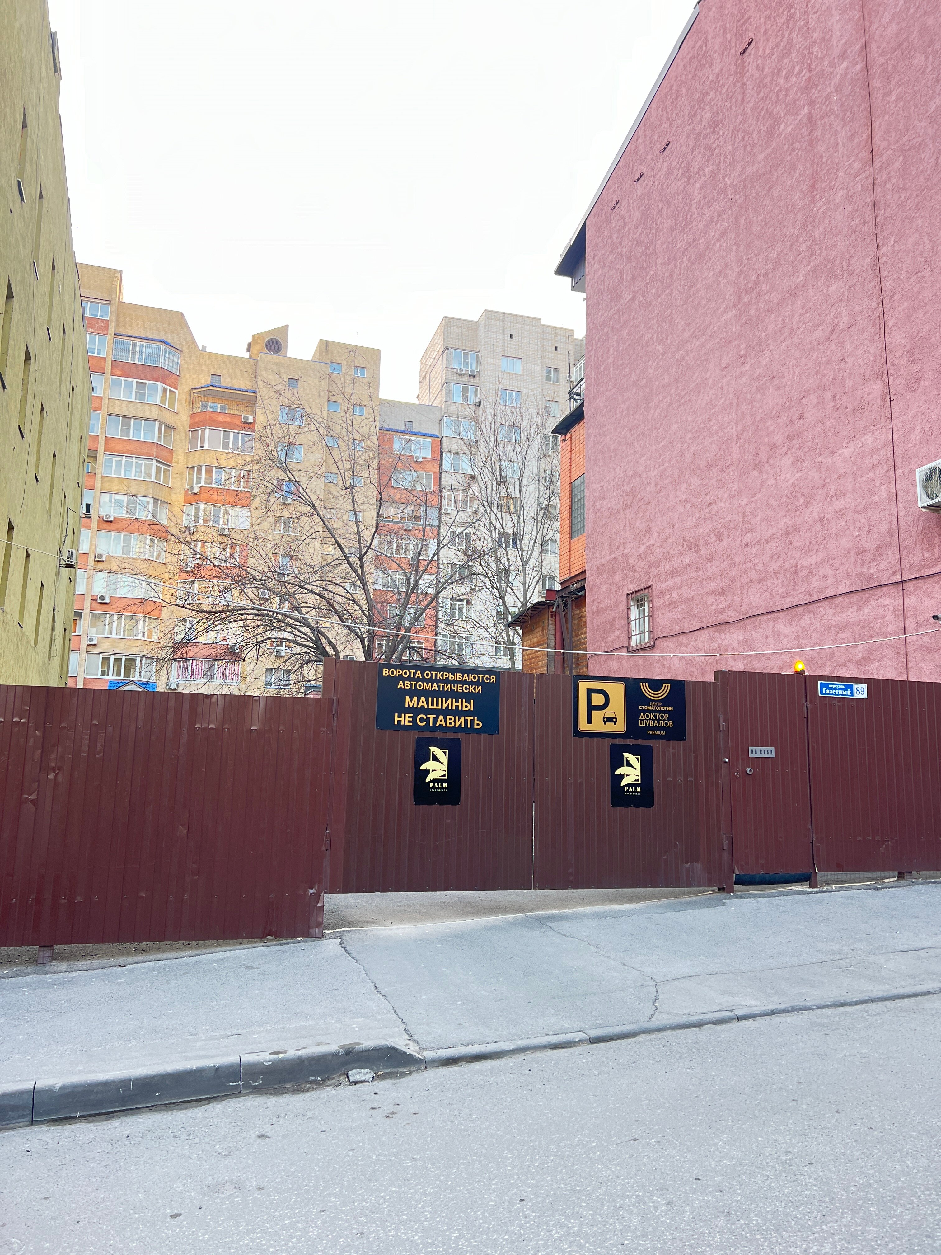 Фото Пальма