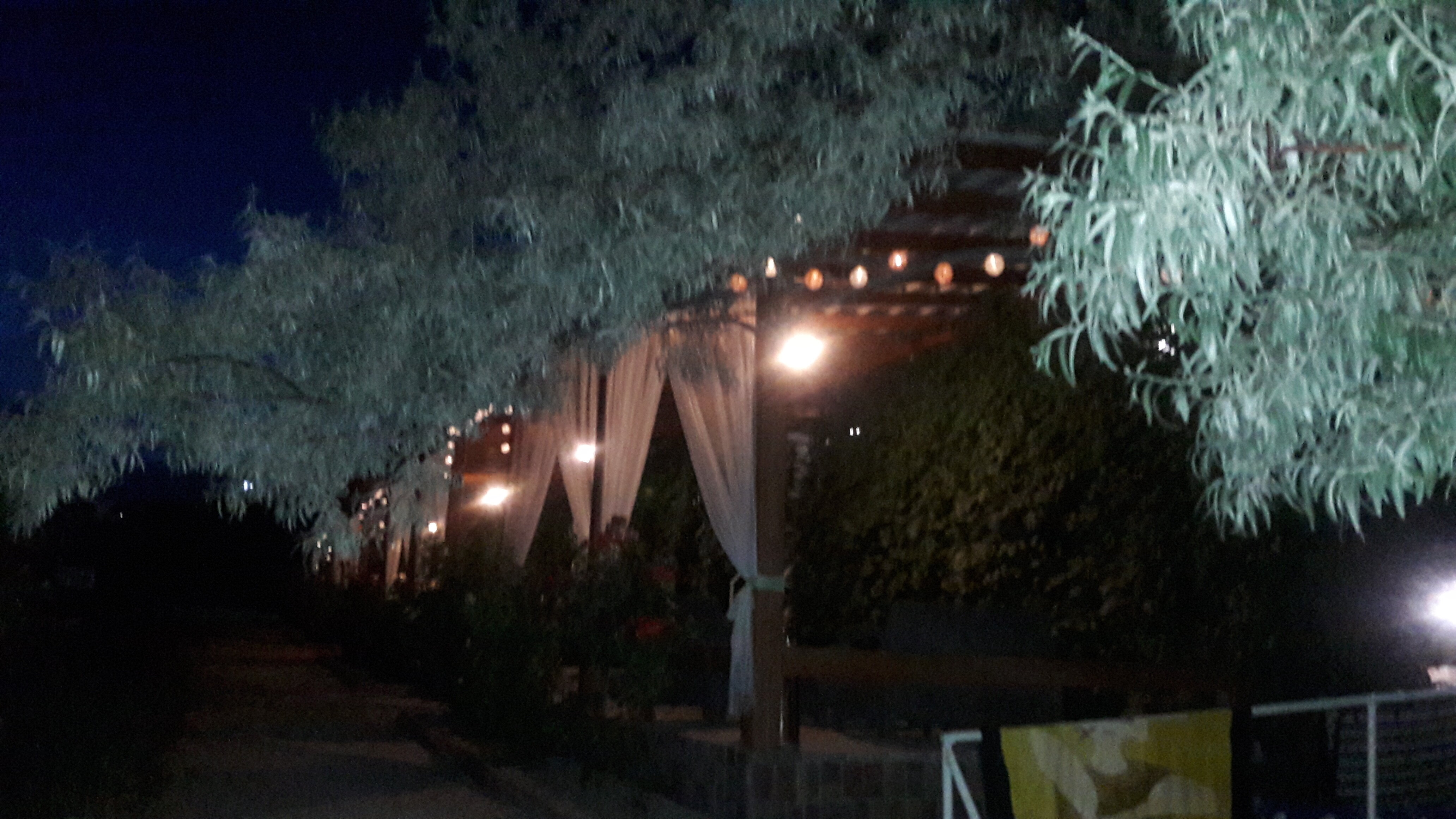 Фото Кактус