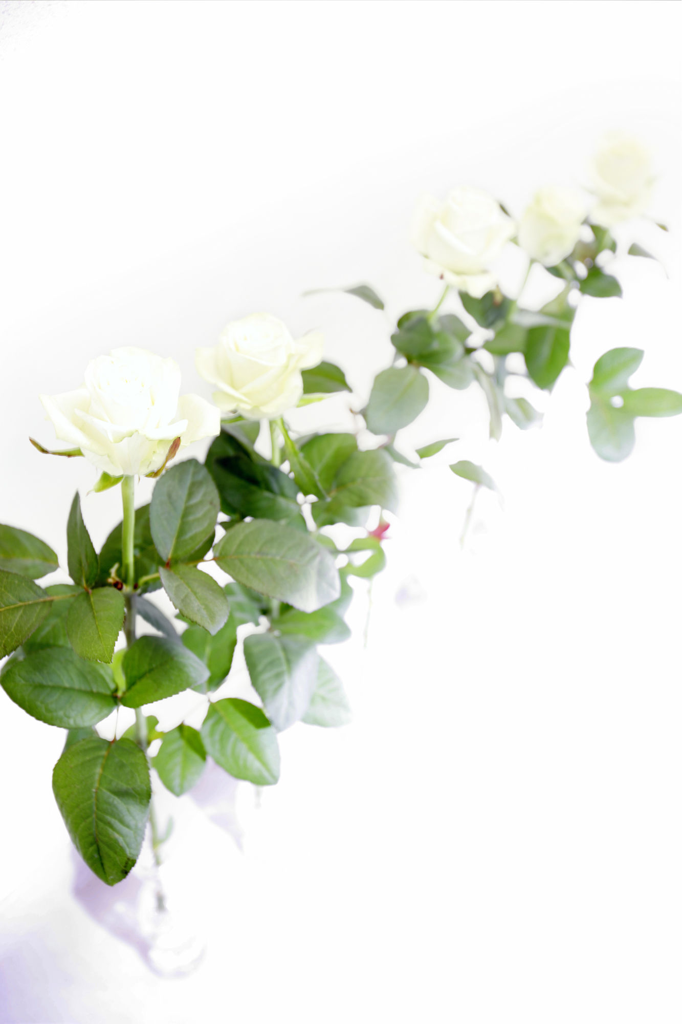 Фото Hotel Cervetta 5